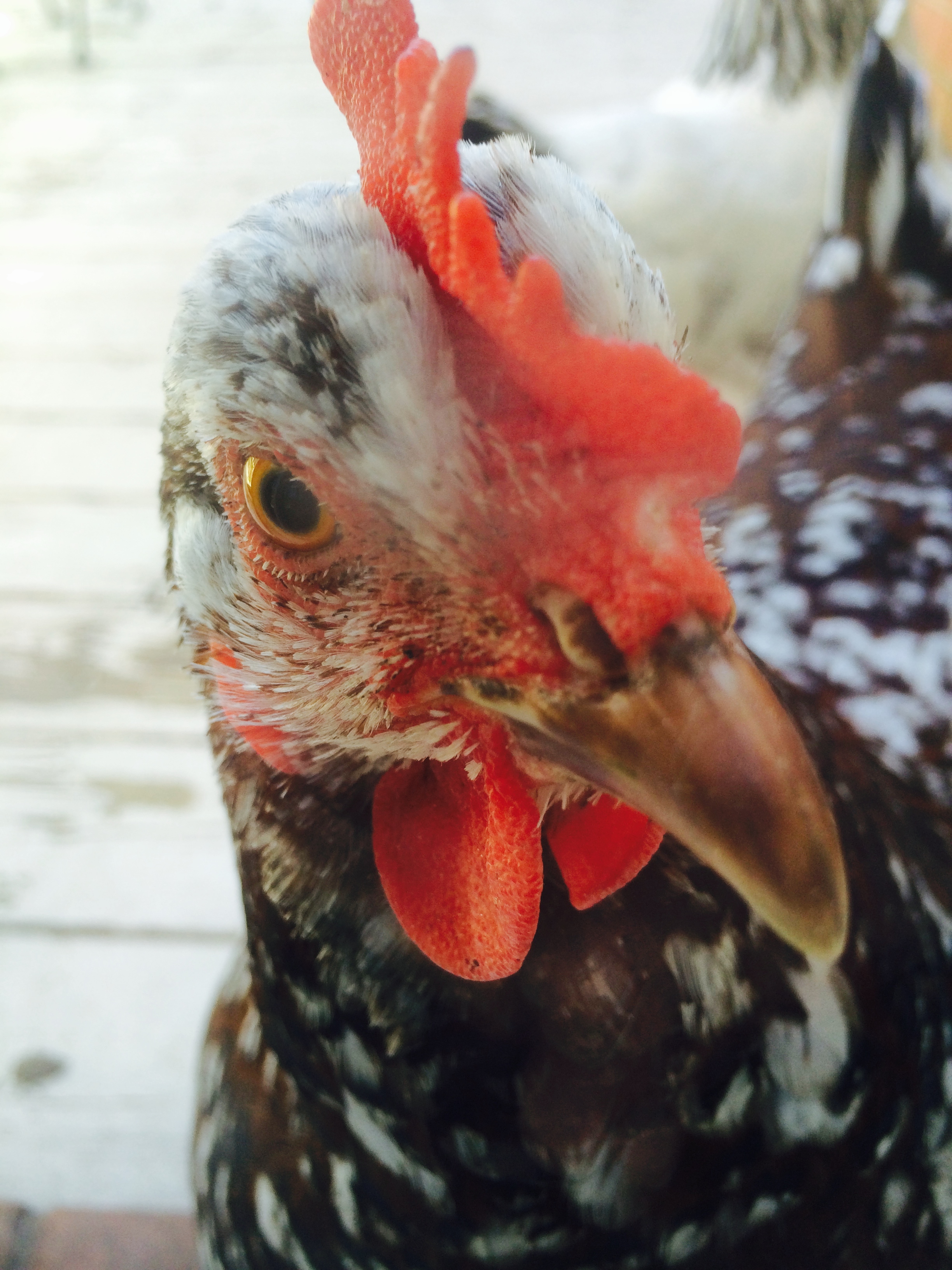 George, a hen (so named by my son who LOVES Curious George), looking in our back door.