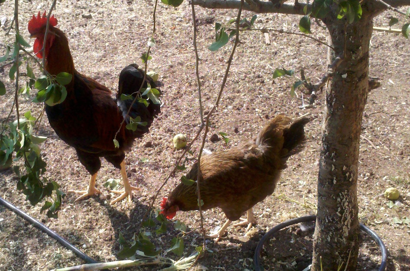 George and Penny under the pear tree