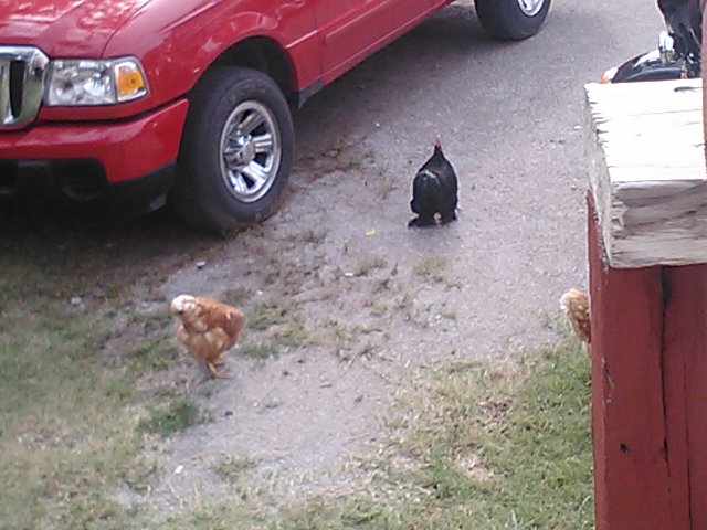 George & Gertie
