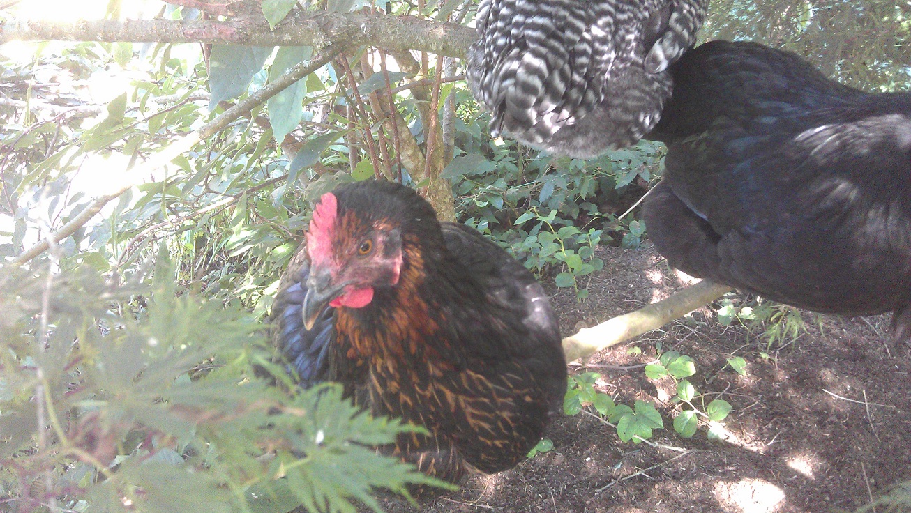 George likes to sit in the Japanese maple with her friends.