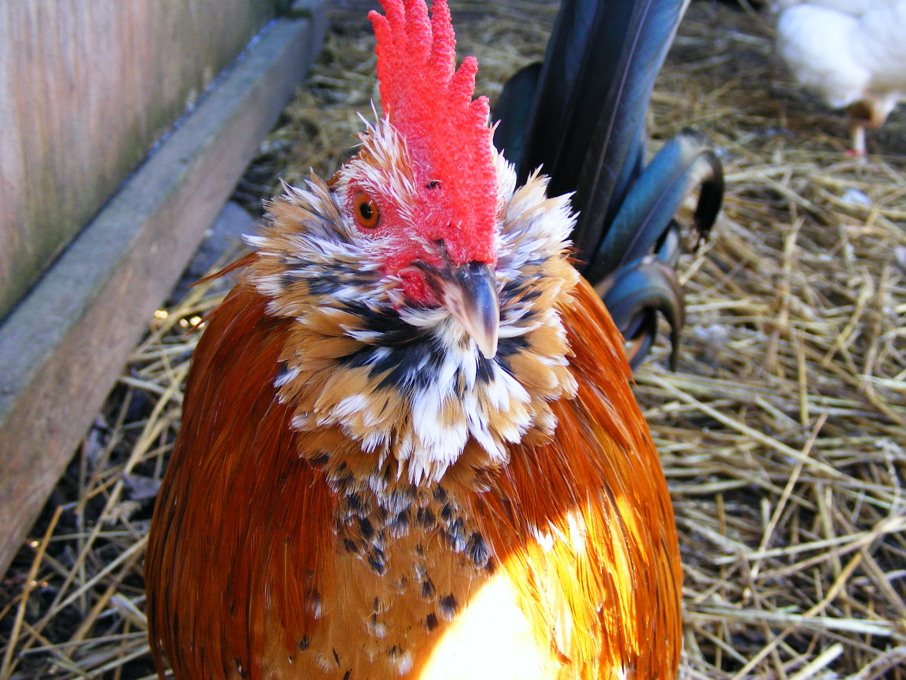 George - Mille Fleur D'Uccle