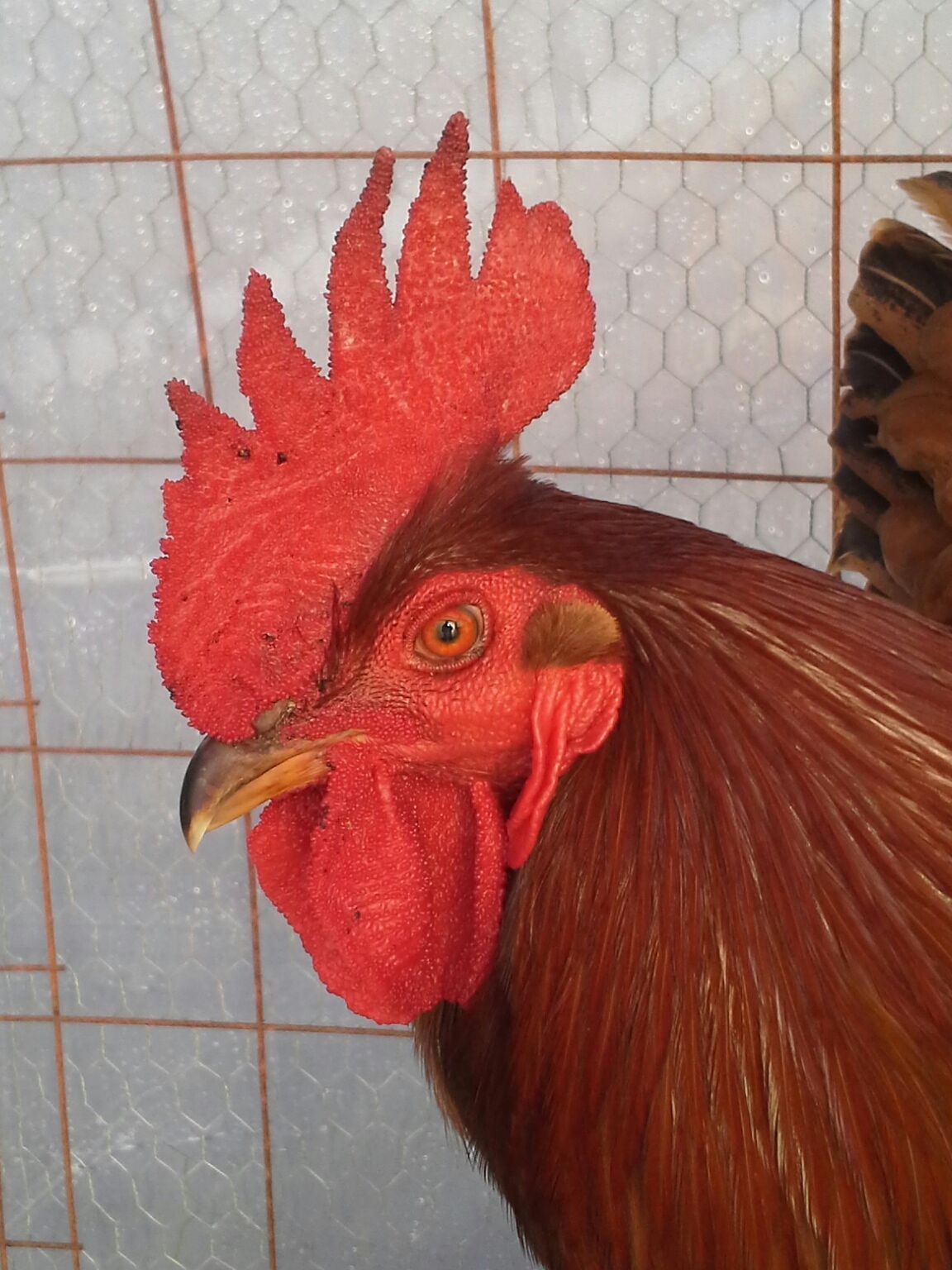 George  the Rooster  !