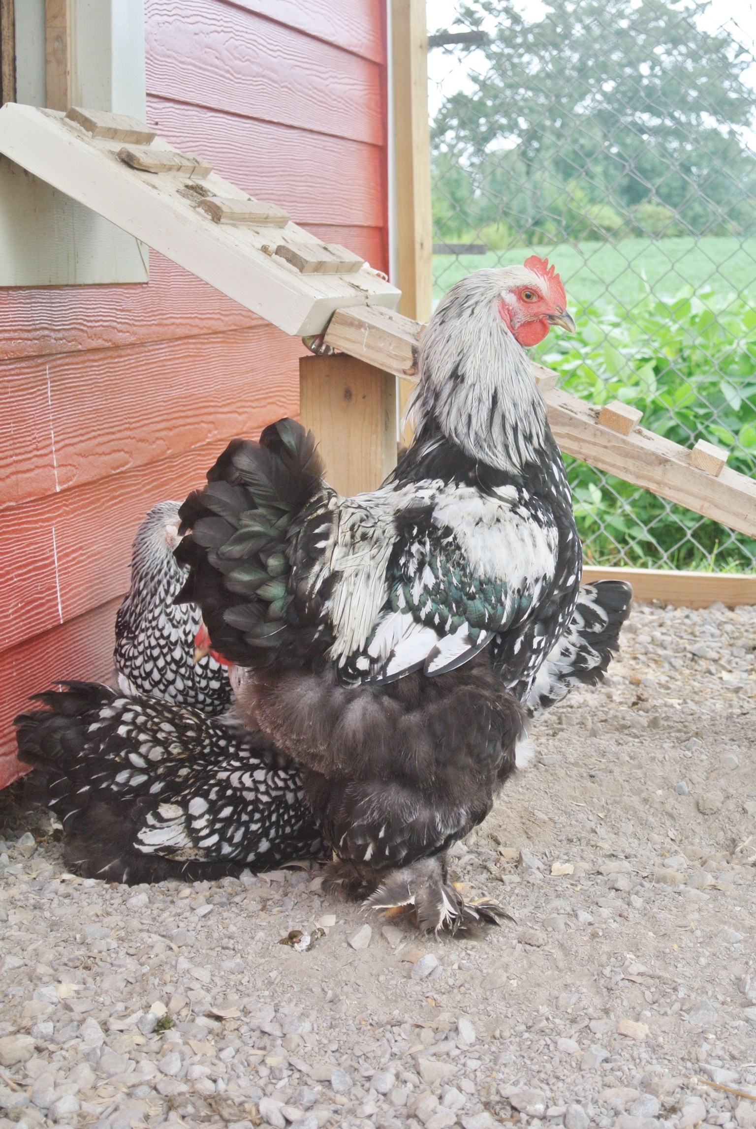 George Washington a very stately rooster. He is so laid back and friendly not aggressive at all. A Silver Laced Cochin.