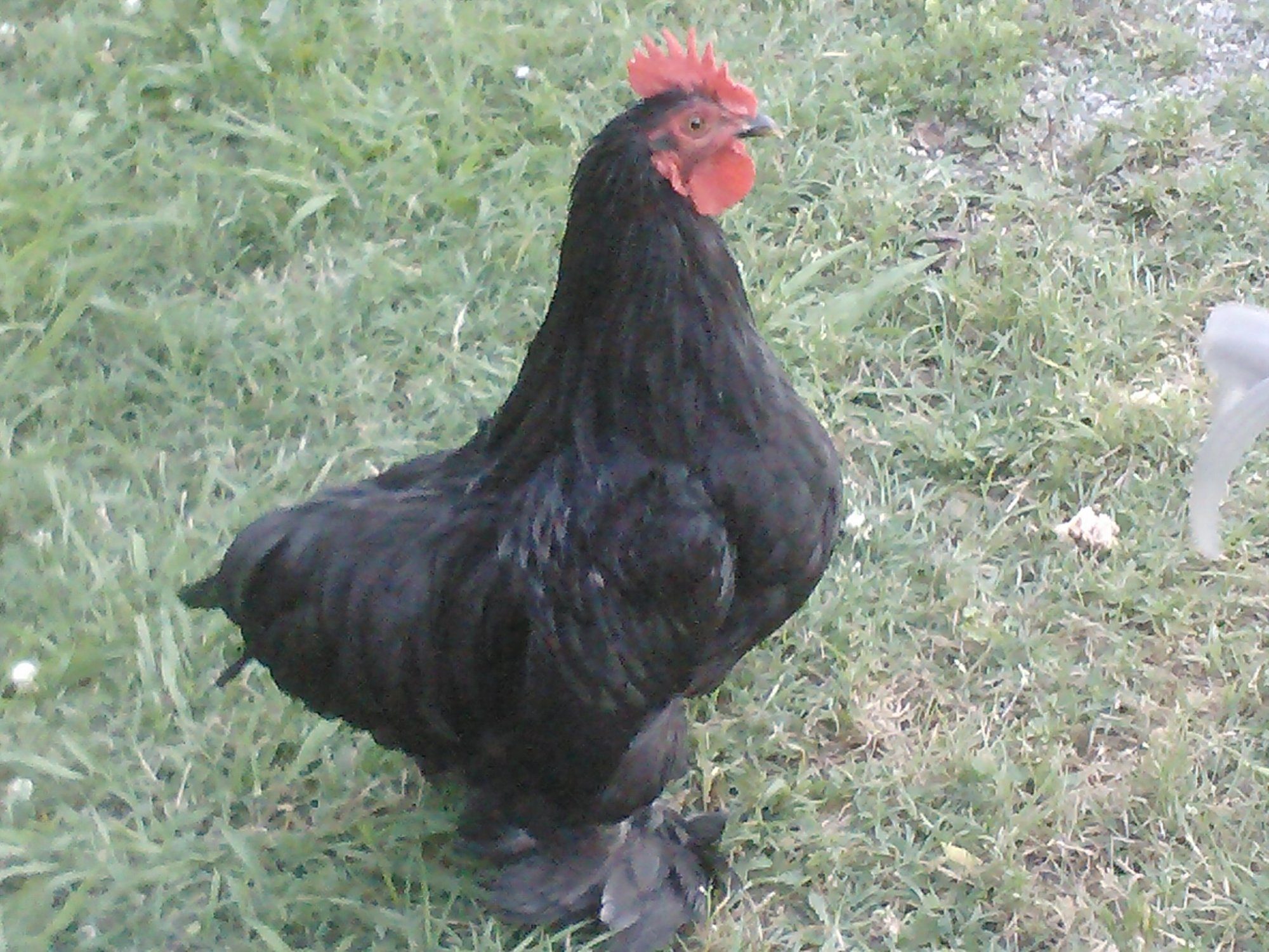 George