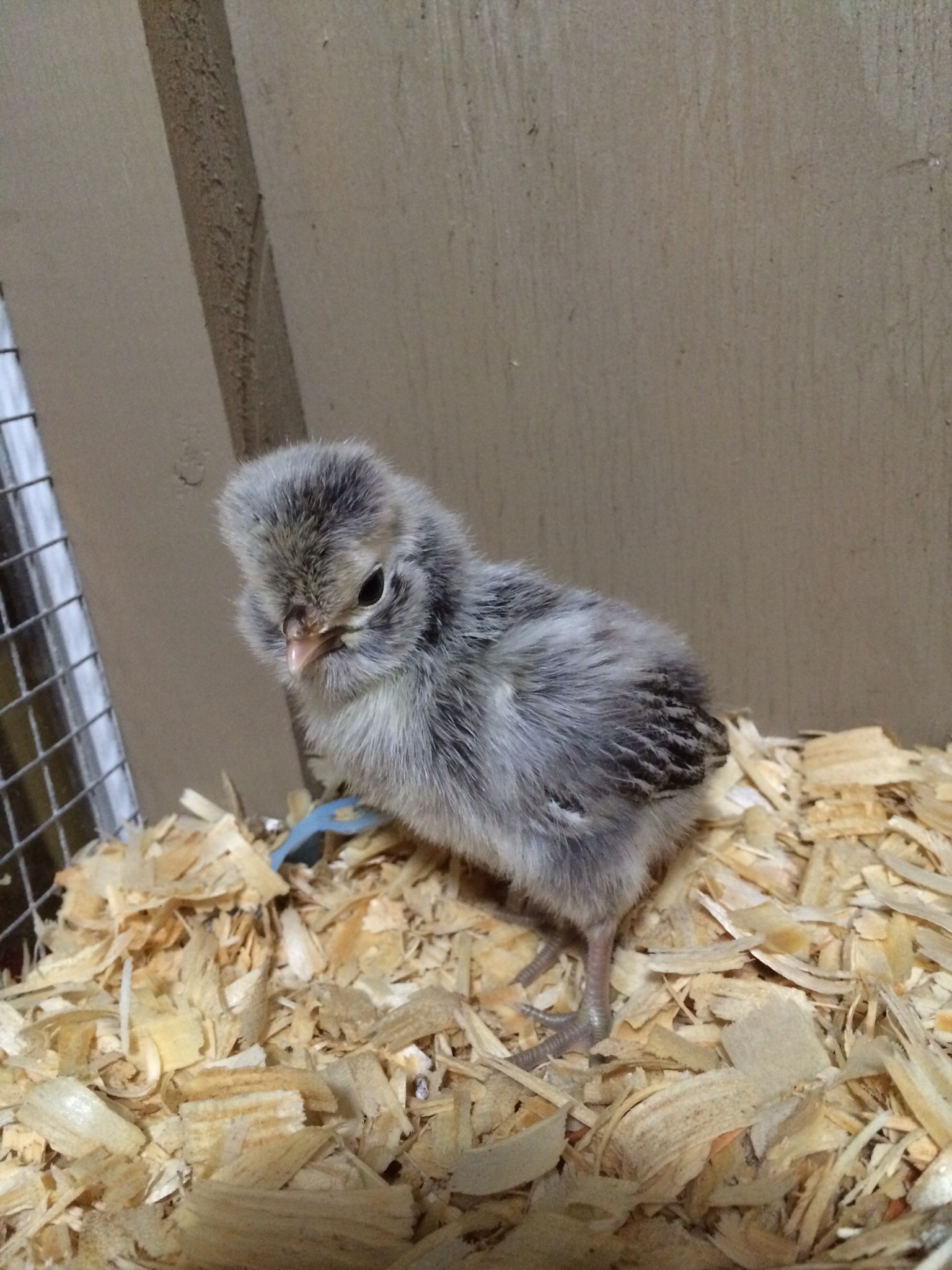 Georgette -  one week