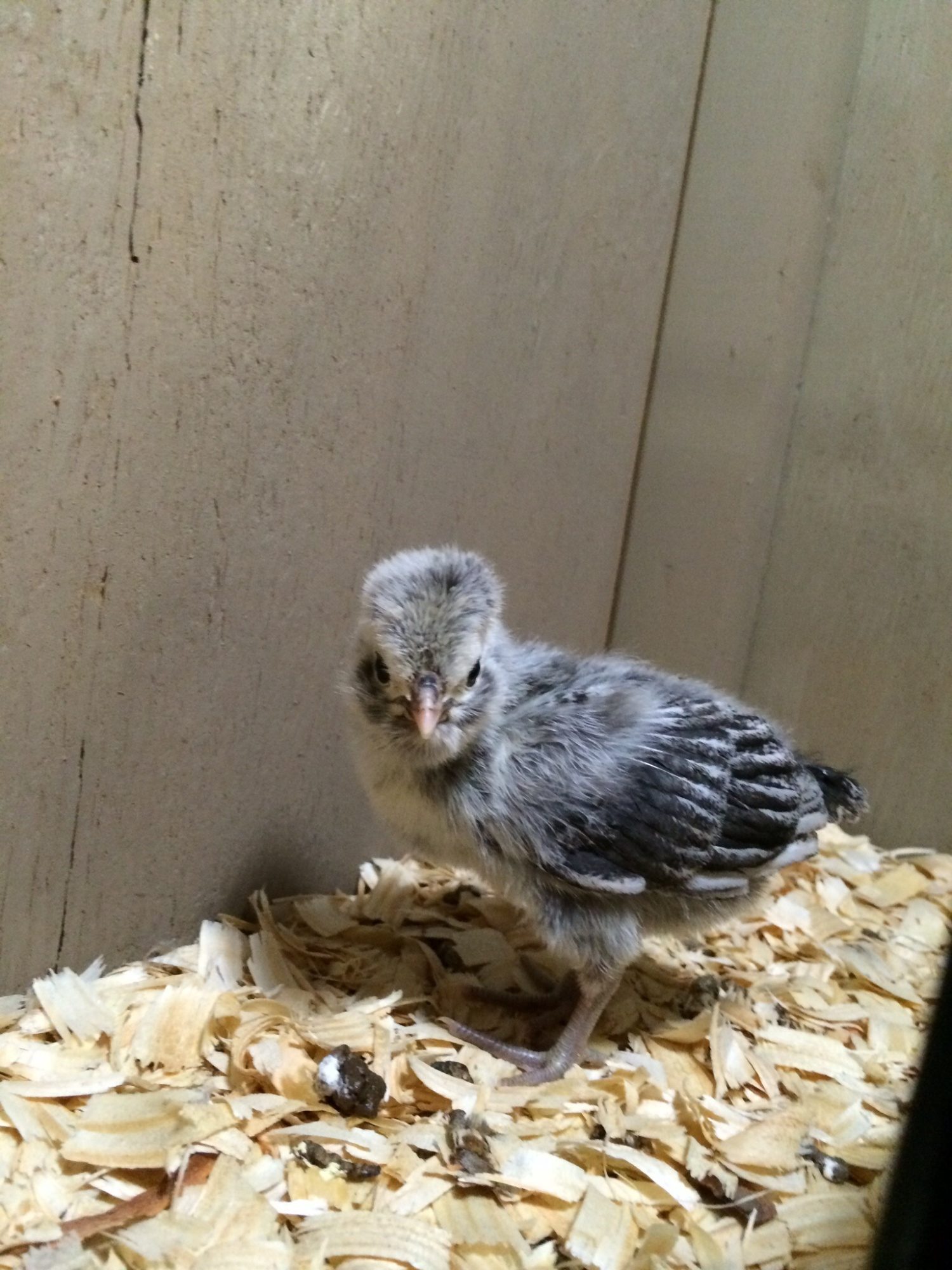 Georgette -  one week