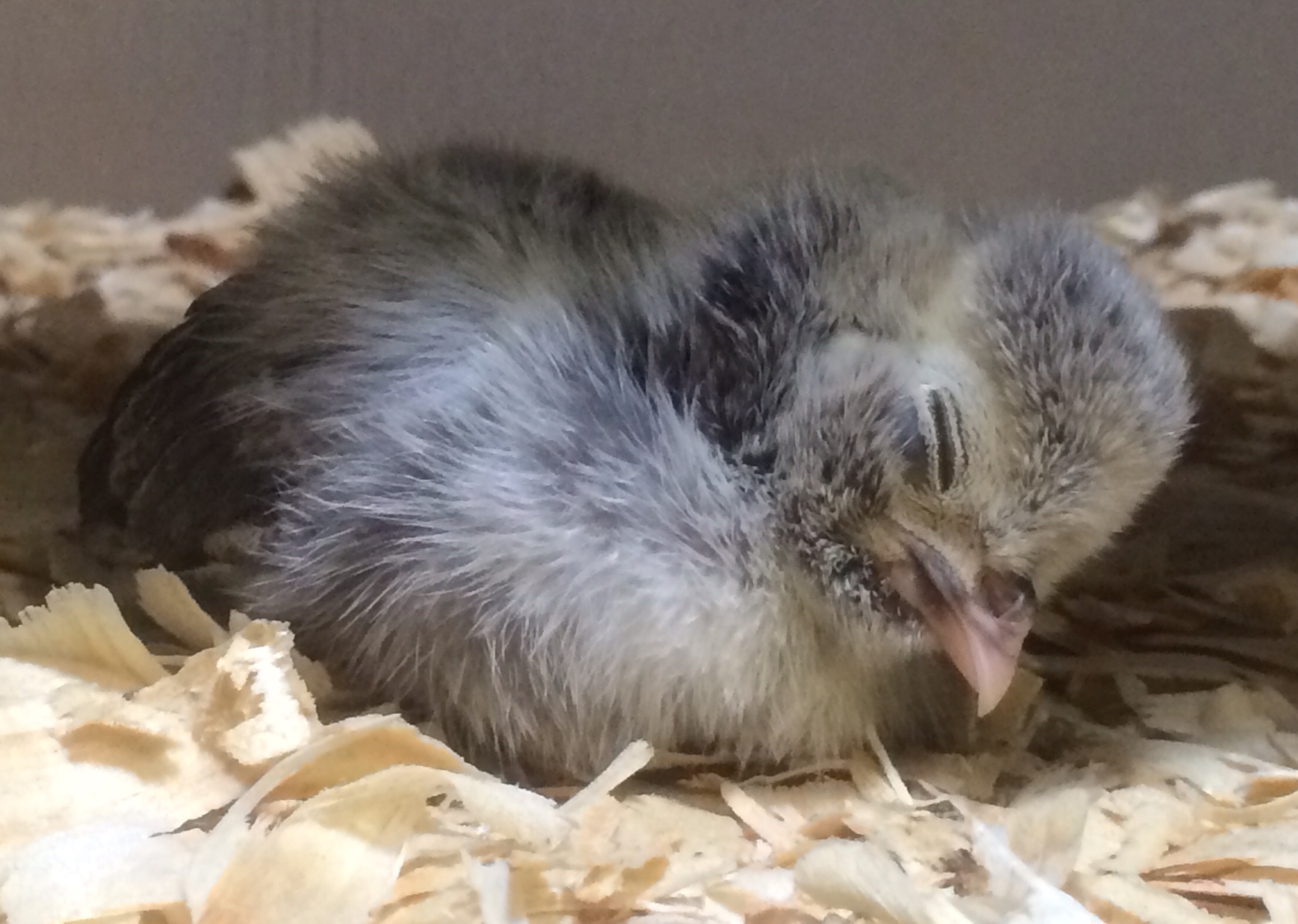 Georgette - one week