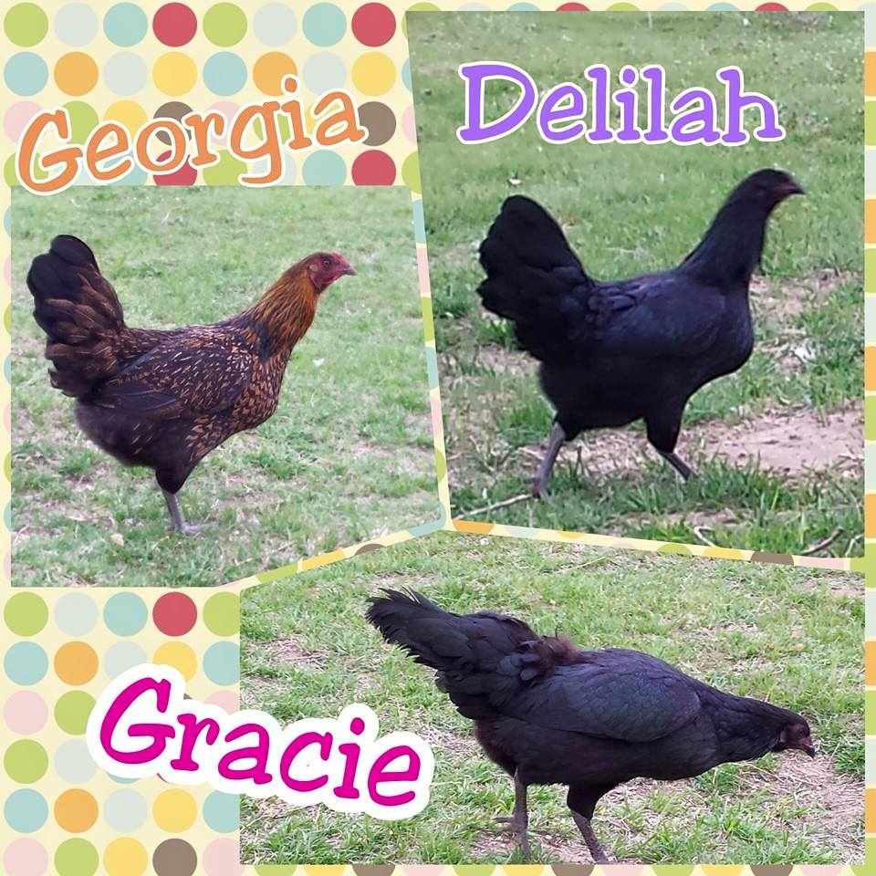 Georgia: Golden Sebright Bantam x Thai Game hen
Delilah and Gracie: Thai Game hens