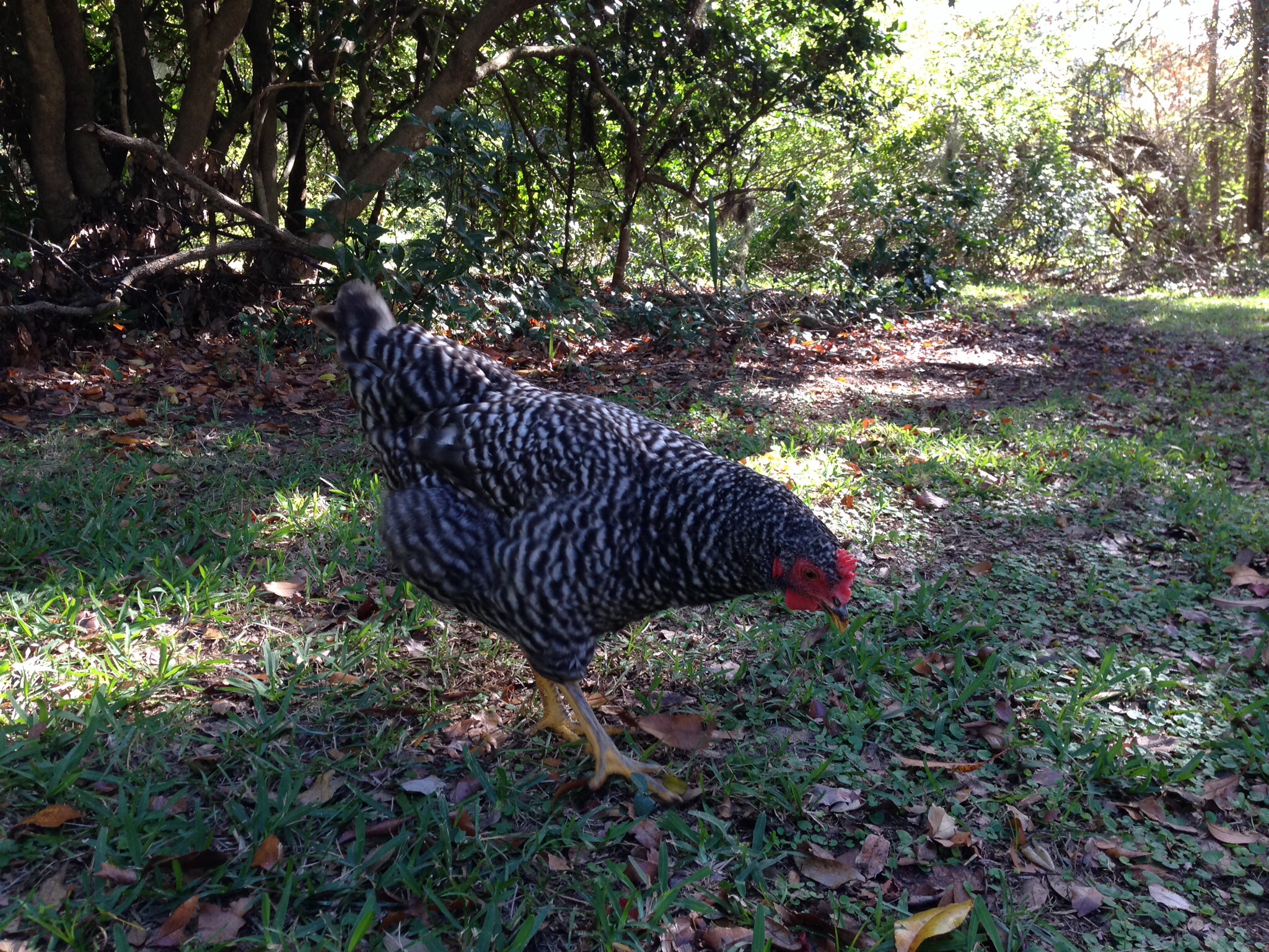 Georgia O'Keeffe, our Barred Plymouth Rock