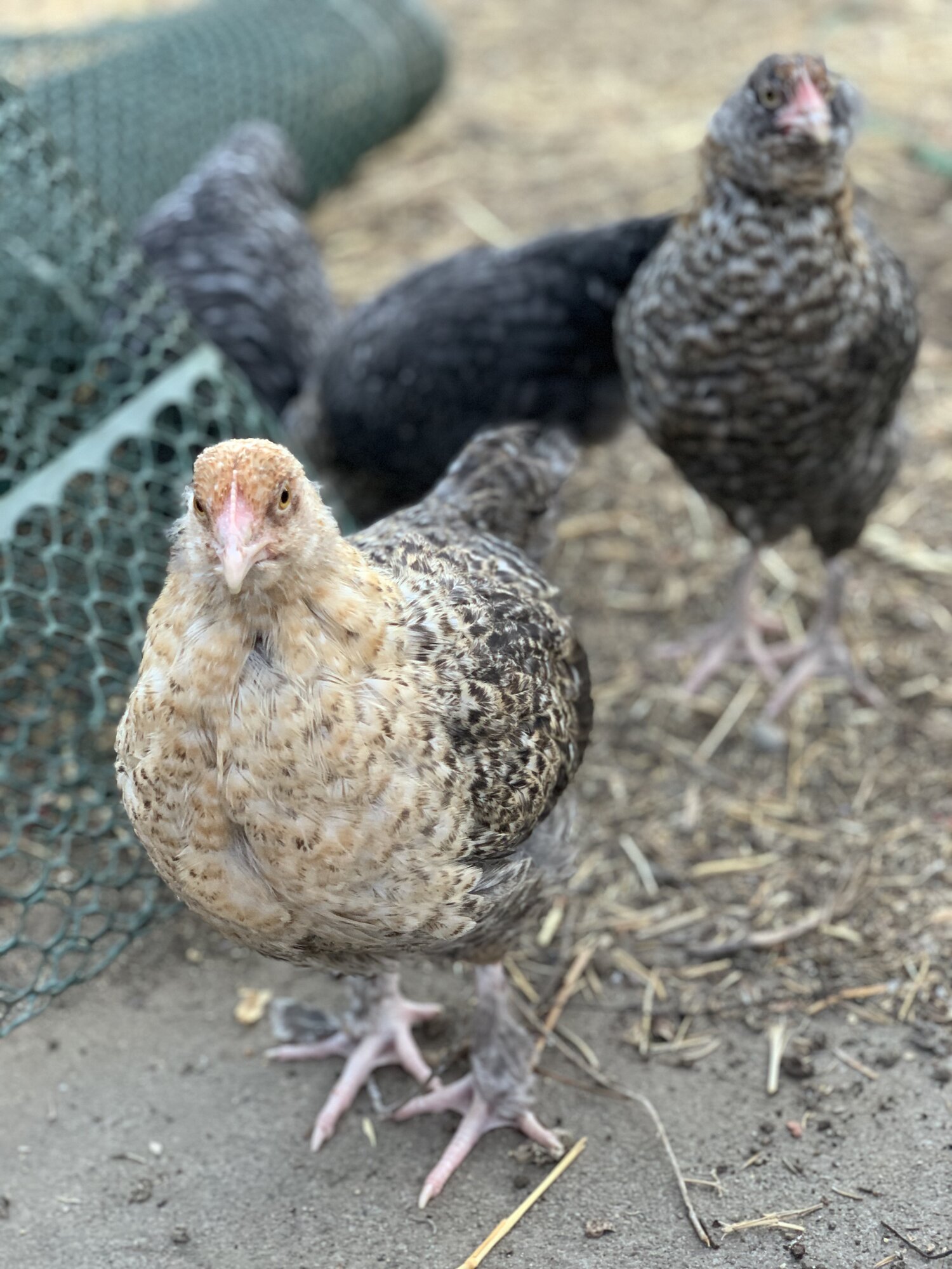 Georgie and her sisters