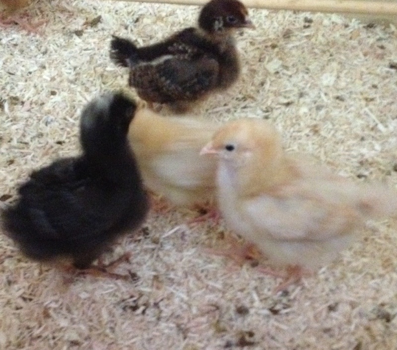 Gert and Bertie (Buff Orpingtons, with Ruth the PR and Betty the Barnevelder