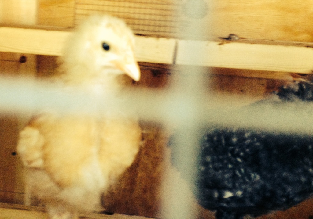 Gert in the coop (BO) with Ruth (Barred PR)