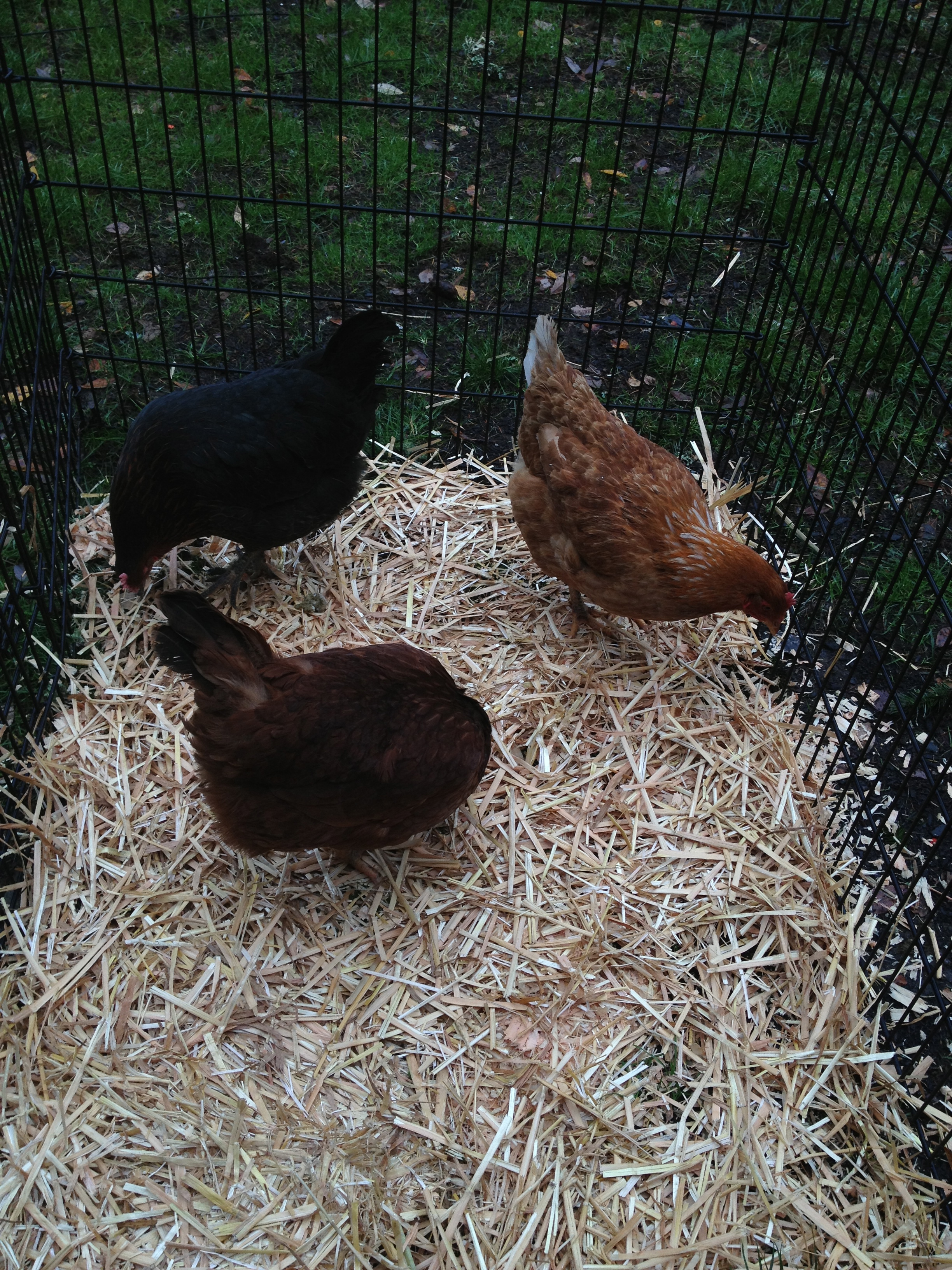 Gert, Prissy & Lucy checking out the new digs.Dec. 13, 2012