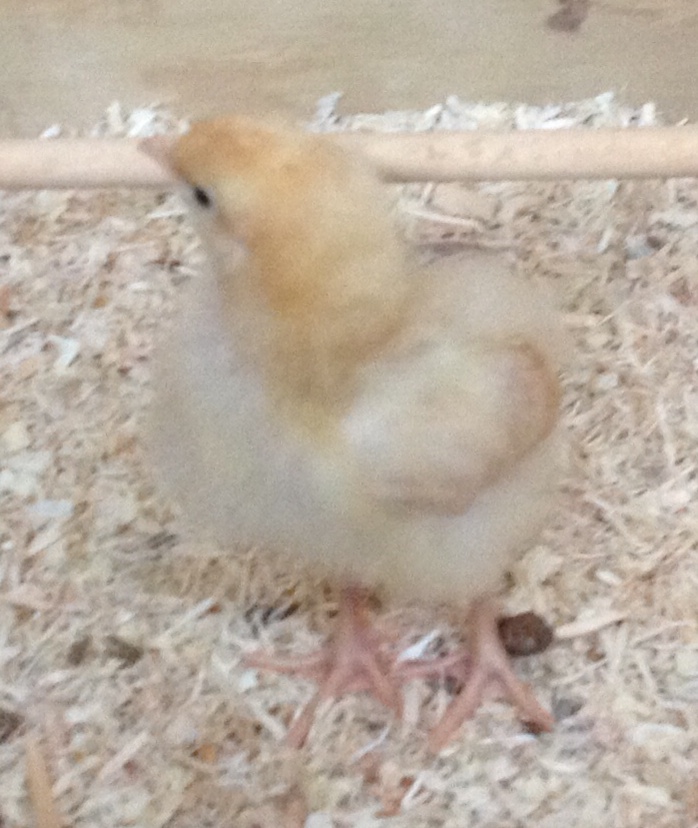 Gert, the Buff Orpington studying the roost