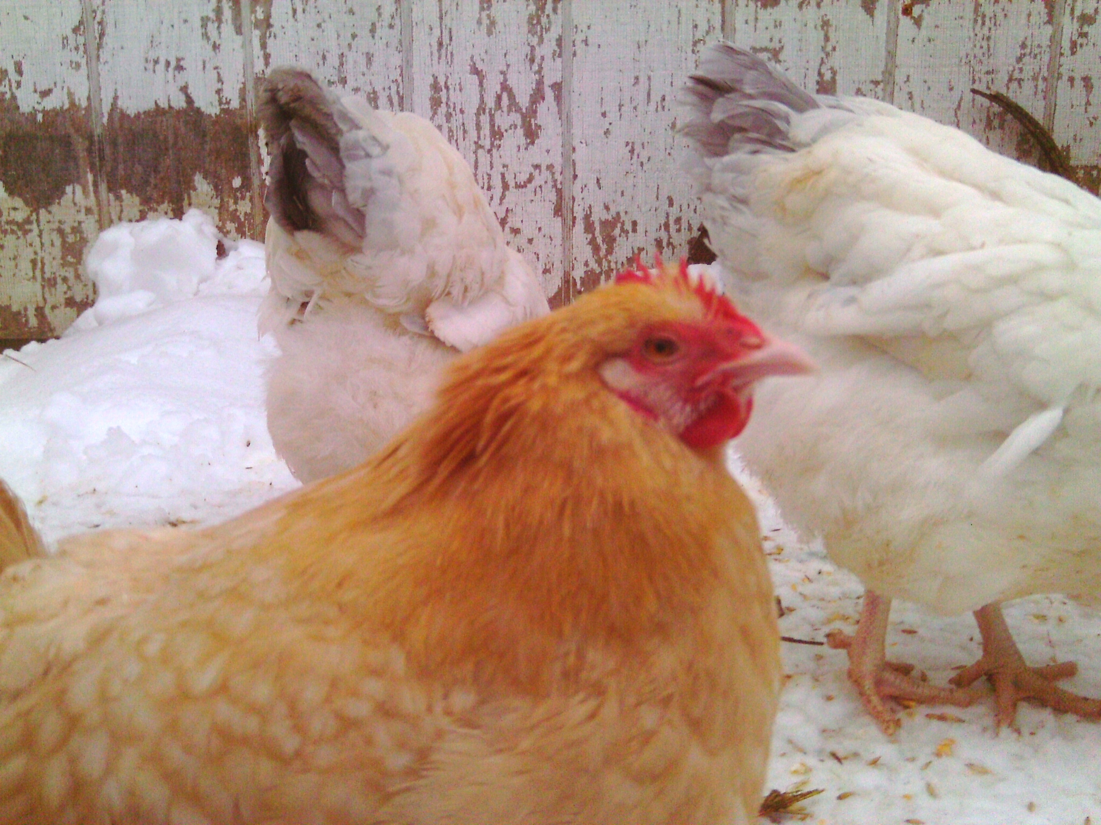 Gertie again I love her so much