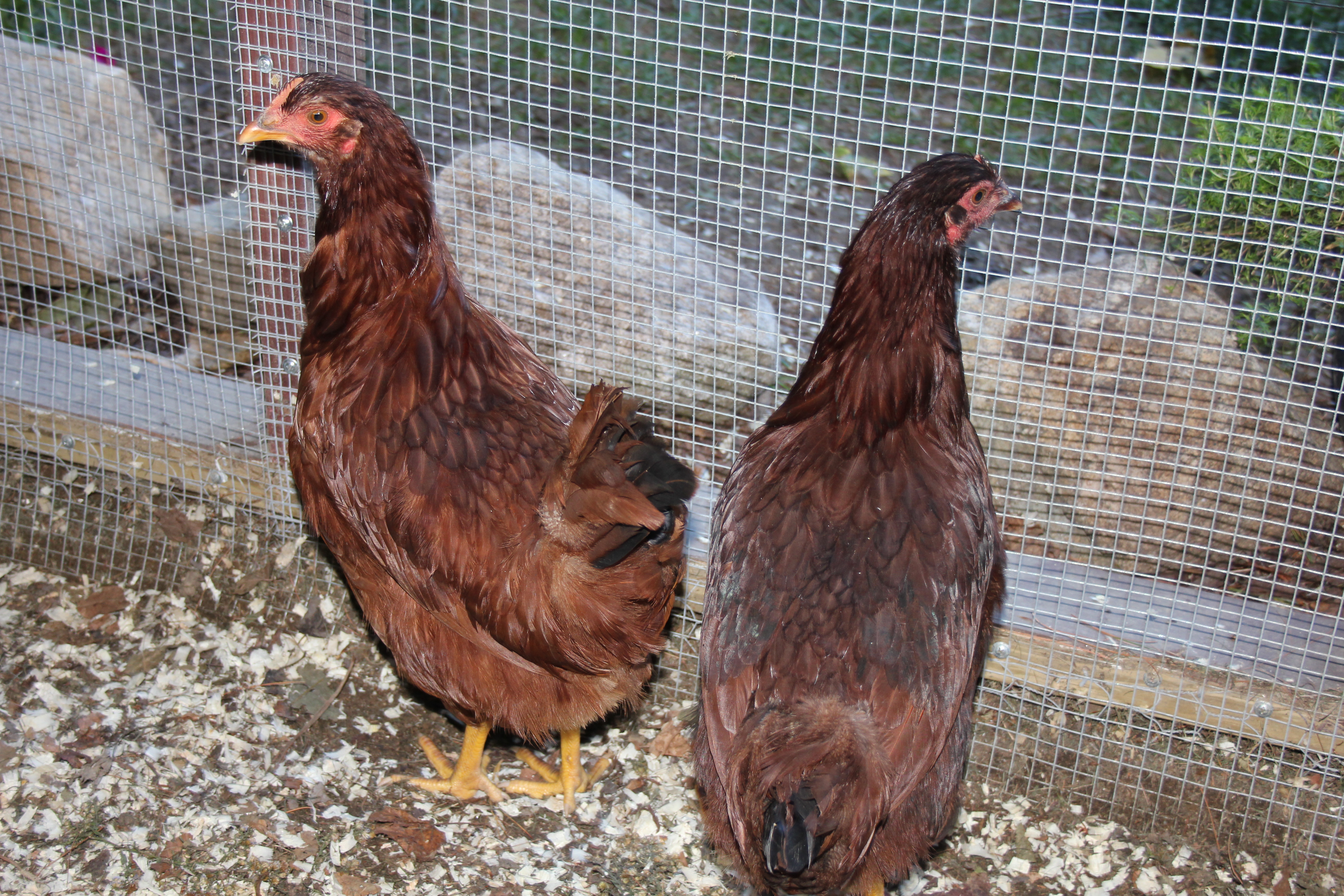Gertie and Millie getting acquainted with their new home