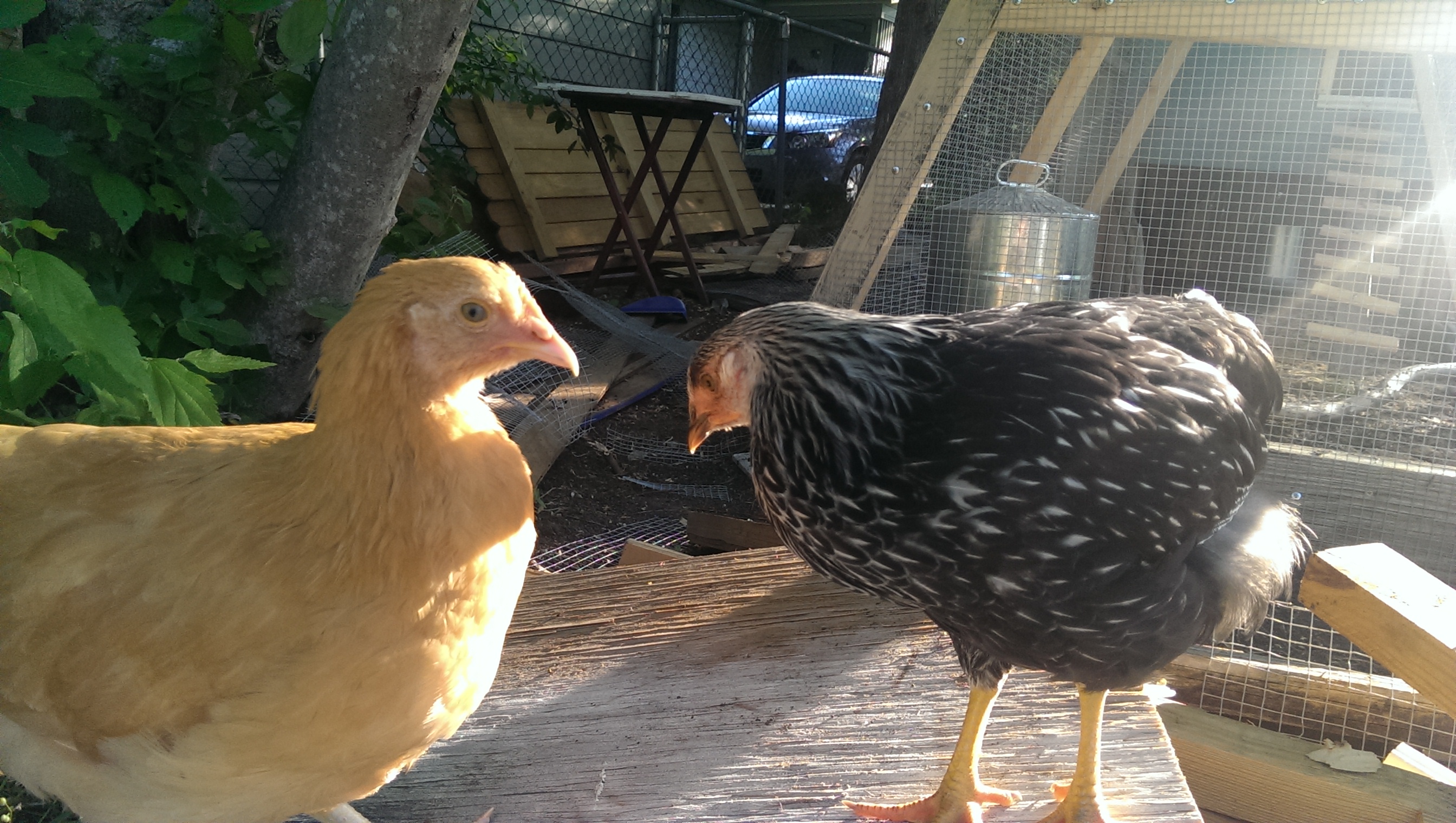 Gertie girl & Lady Mary