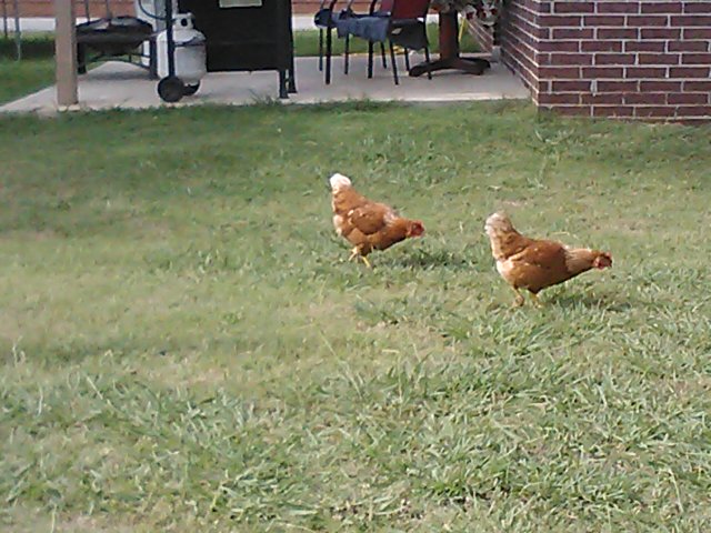 Gertie & Penny