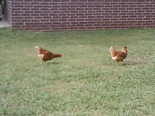 Gertie & Penny