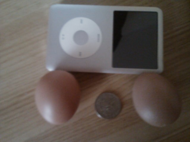 Gertie's first eggs on July 13, 2013. I have a quarter between the eggs to show size comparison. These are small eggs.