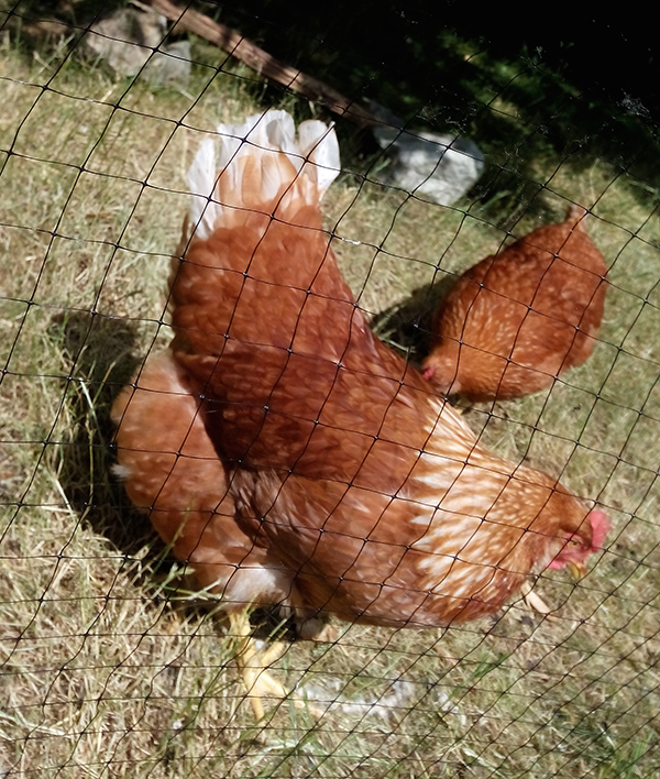 Gertrude doing the chicken dance.
Decidedly larger than Alice, started laying about a week before Alice did. A bit bossy and not as friendly as Alice. It may be that she's a bit too proud of her blonde collar and fluffier tail.