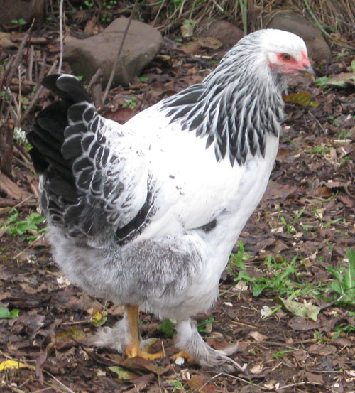 Gertrude or "Gertie" for short. Light Brahma Pullet