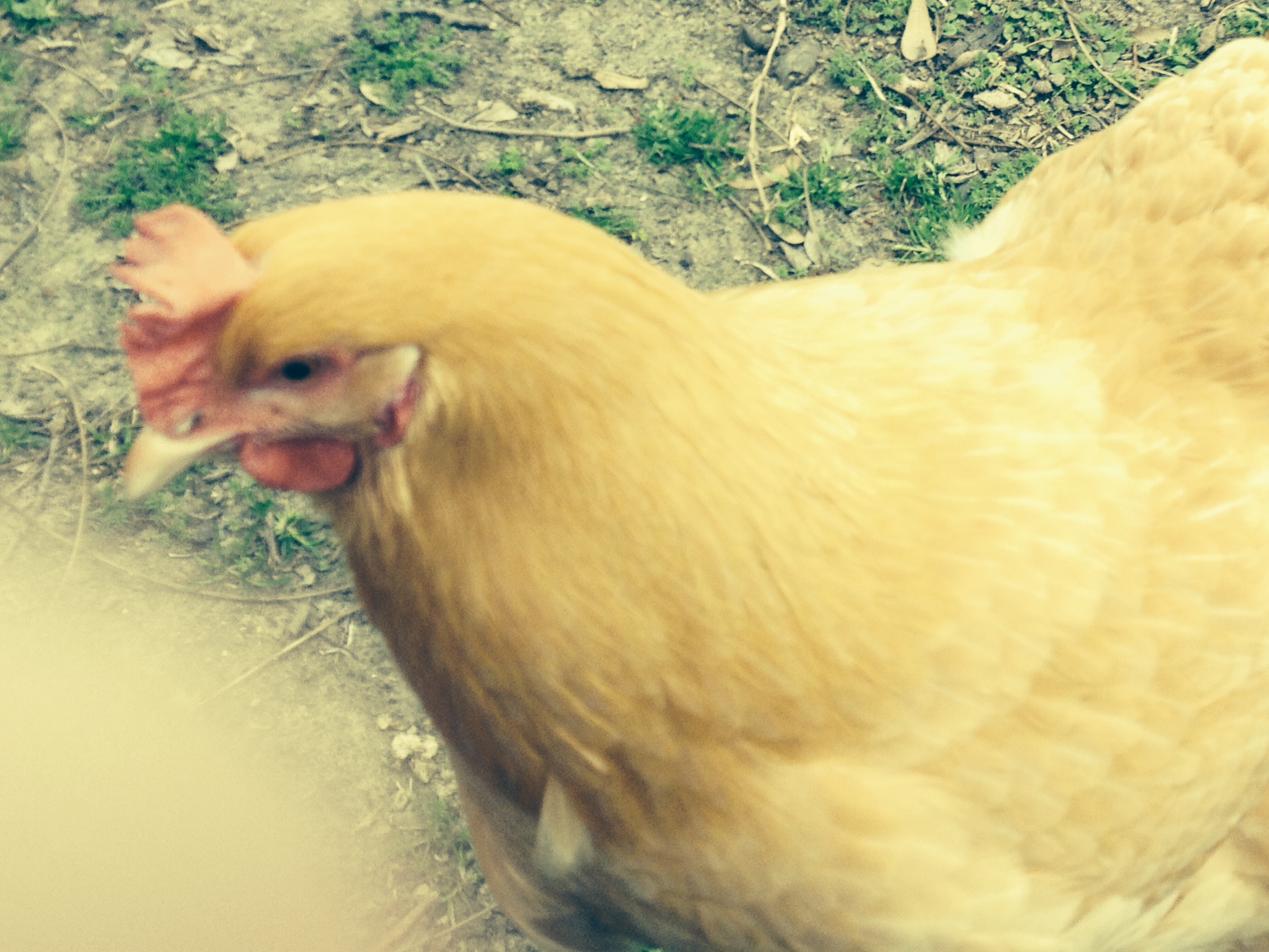 Gertrude the Buff Orpington