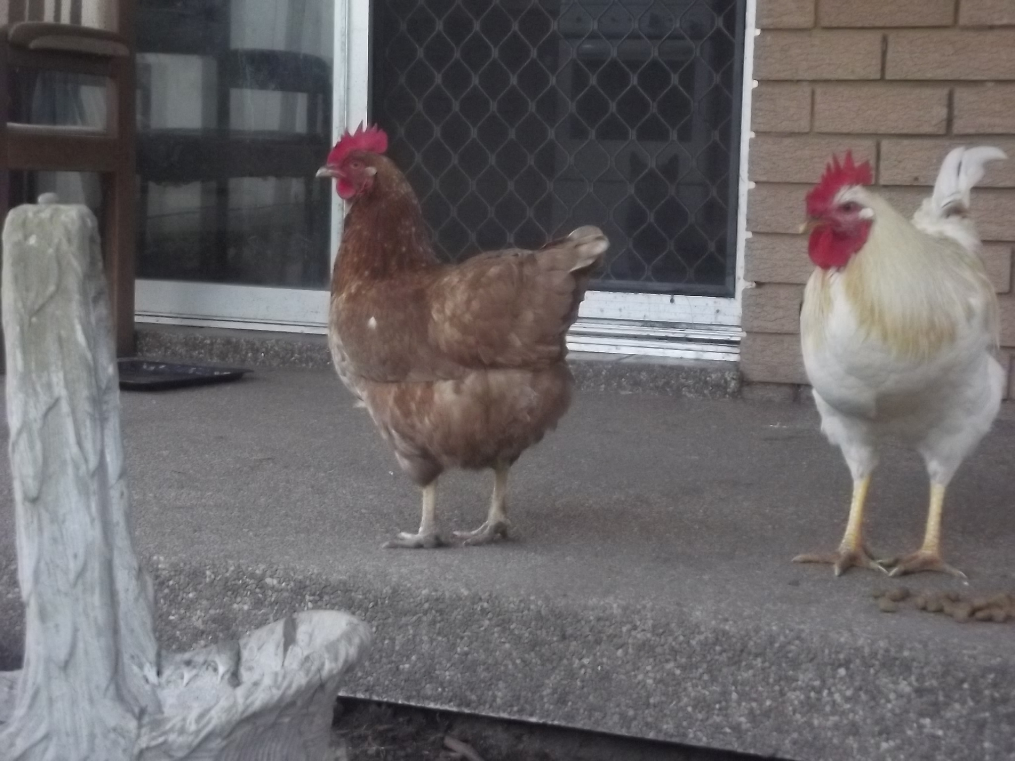 Gertrude with Roo Beast. Gerty was donated a while ago, as a rescue with no home to go to.
