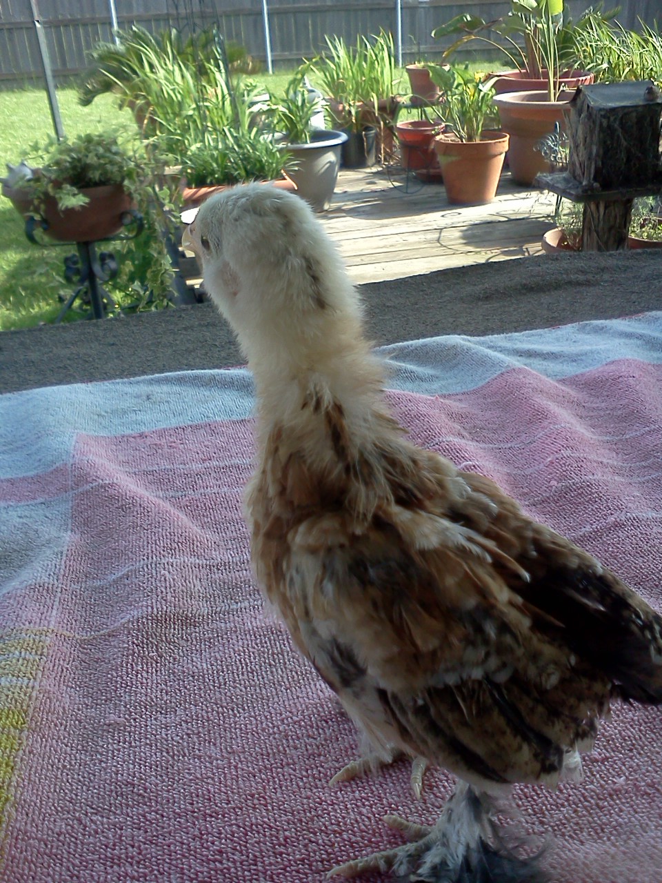 Gertrude