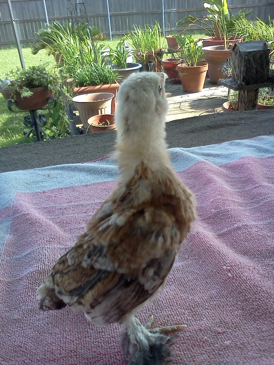 Gertrude