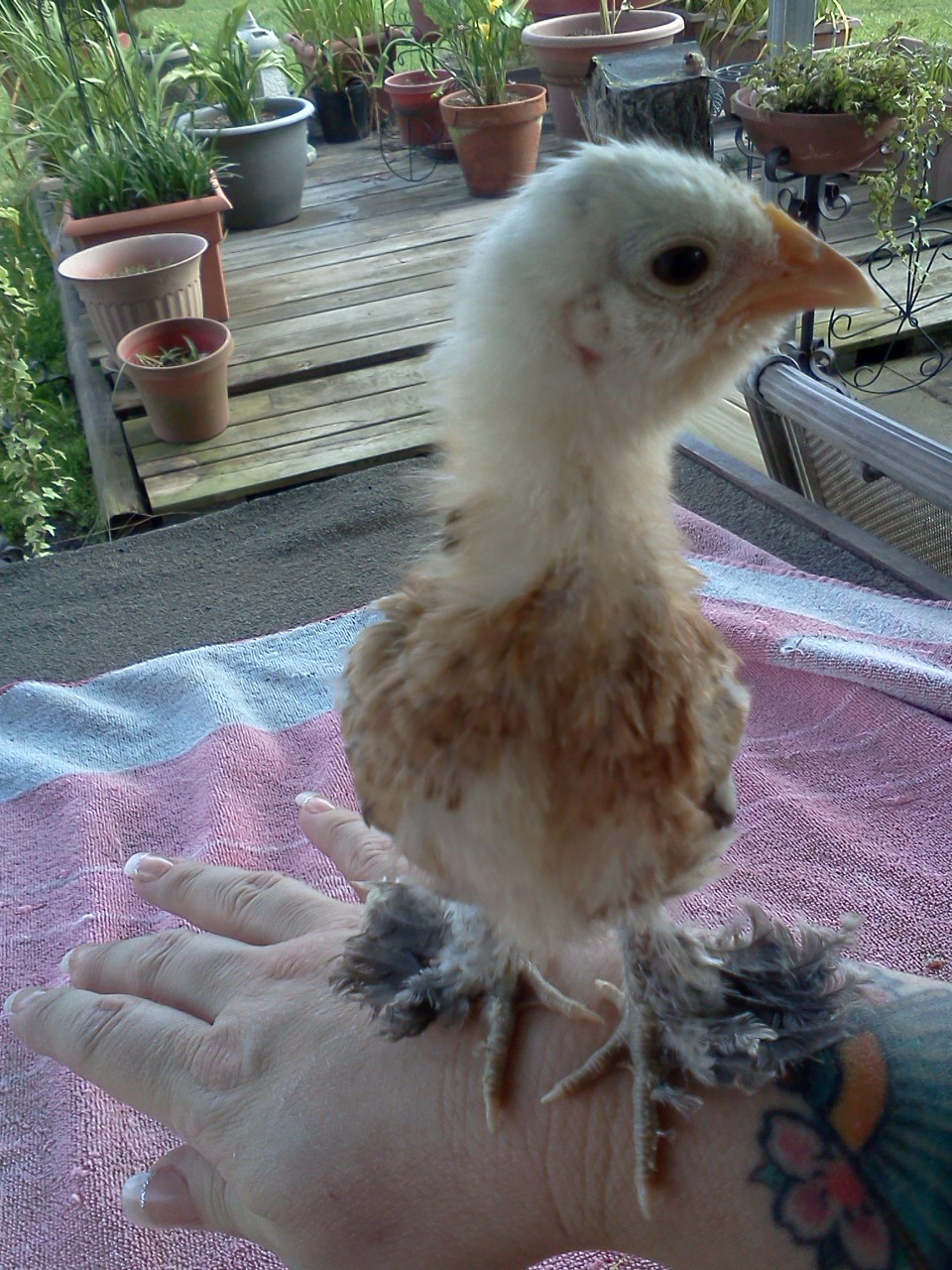 Gertrude