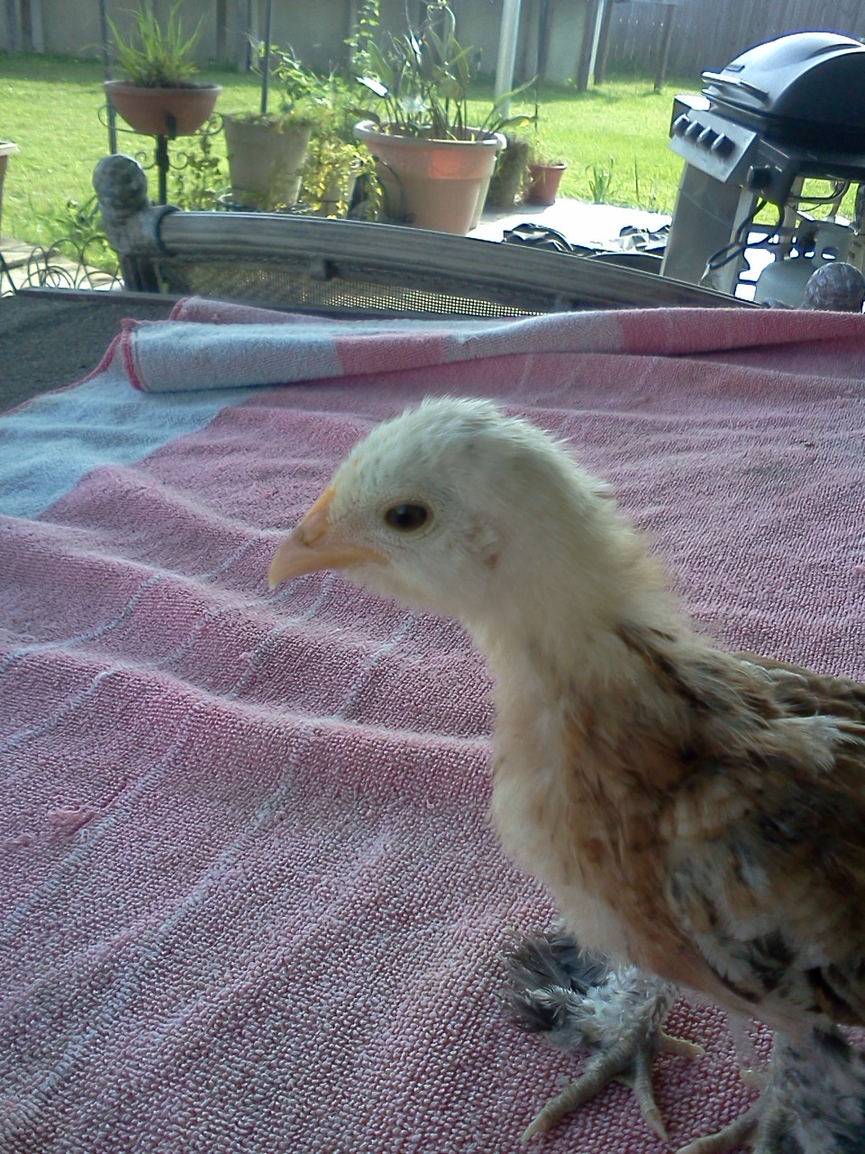 Gertrude