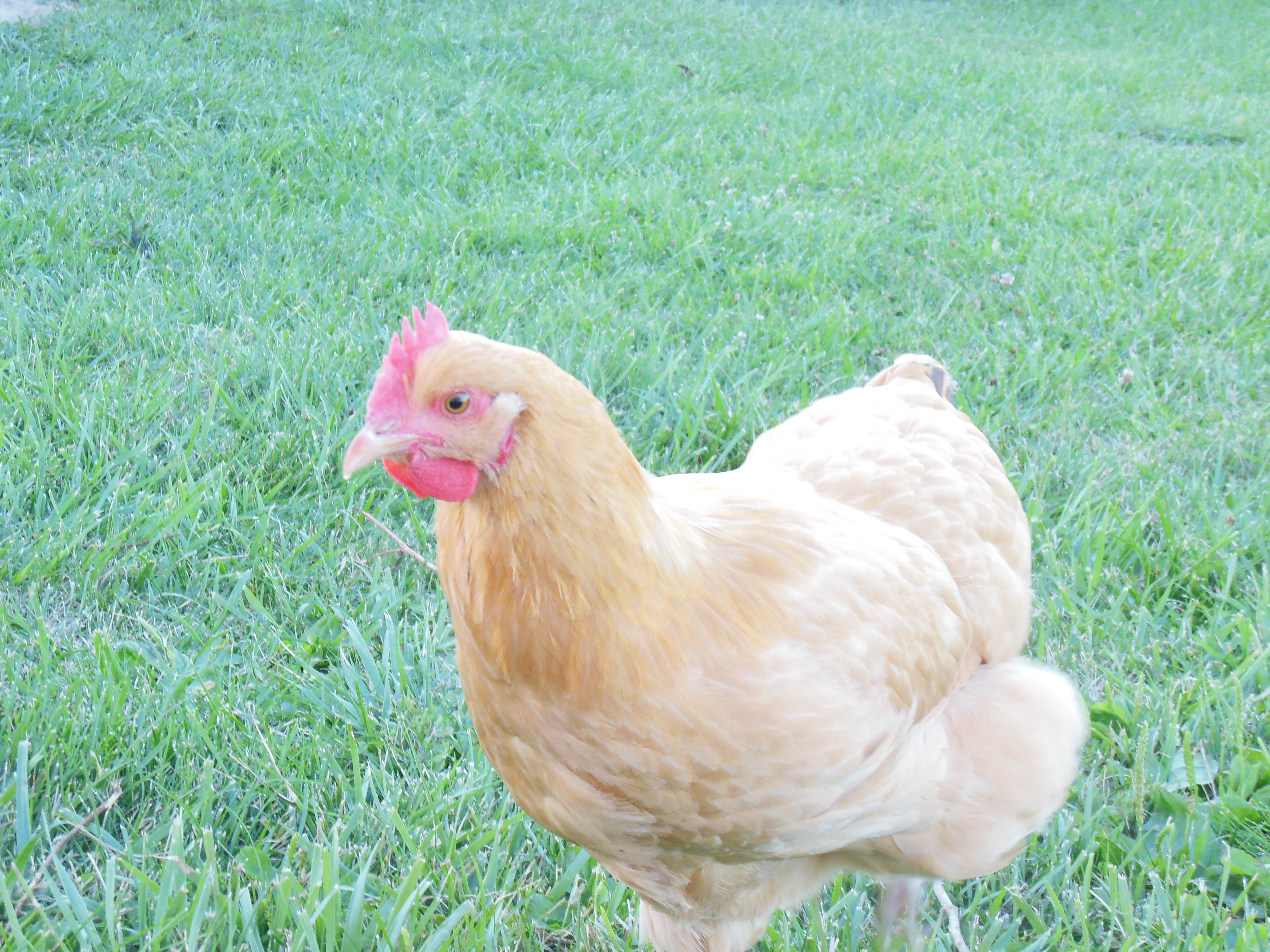 Gertrude