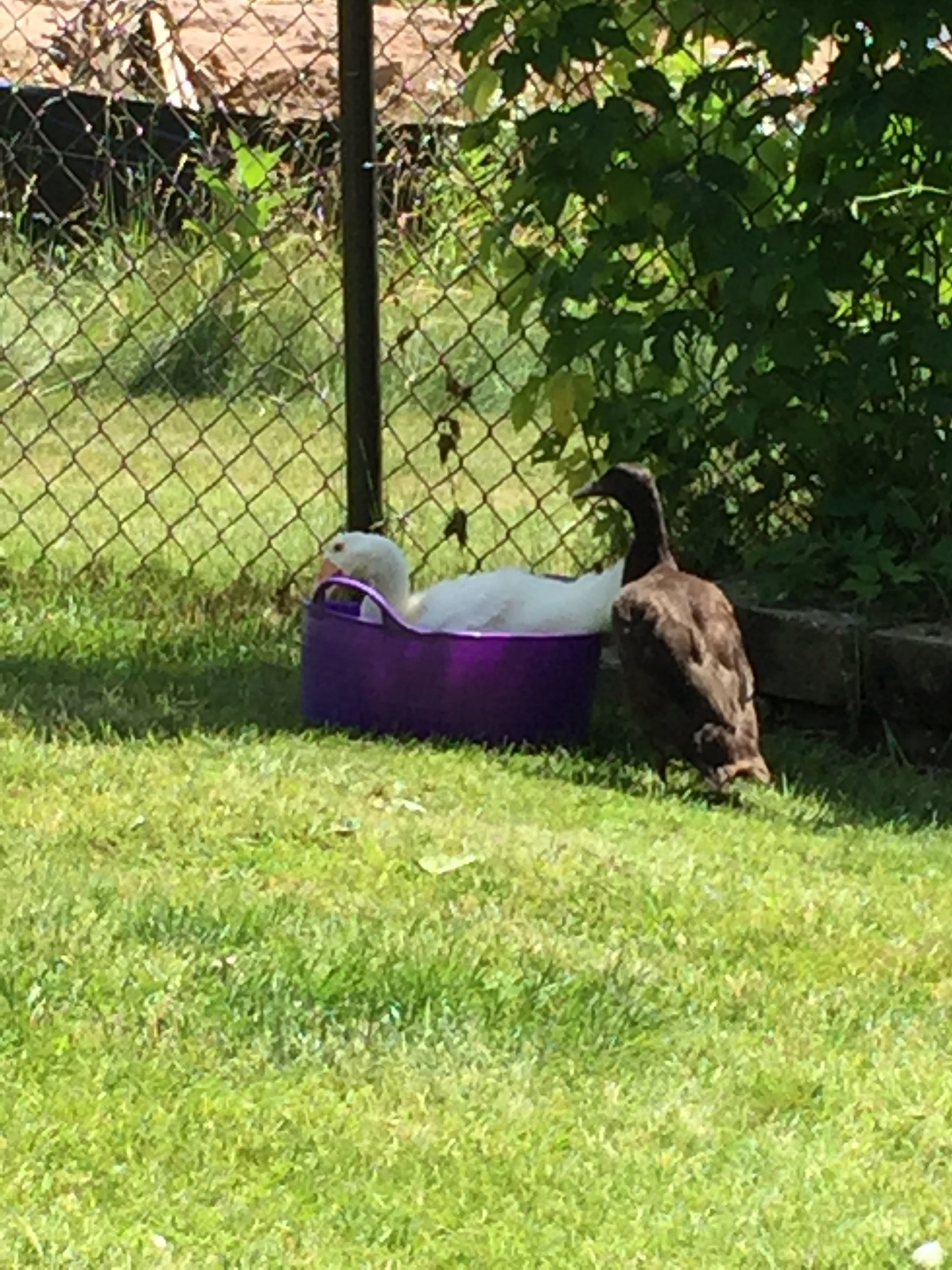 Get out of there goose