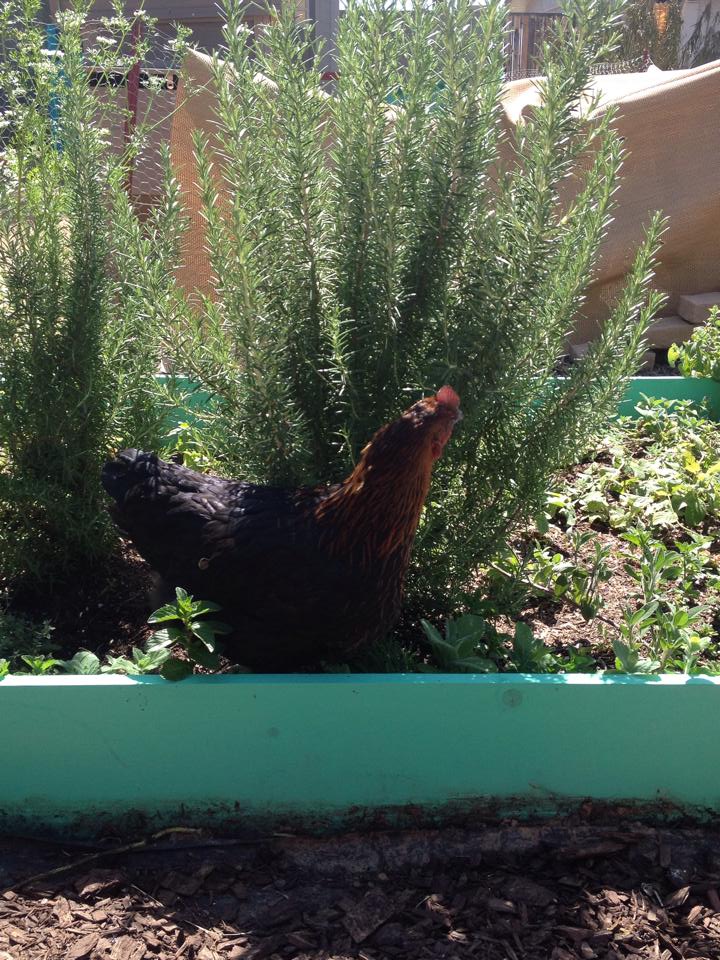 Get outta my garden!!!