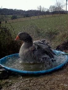 Getrude gettin her splash on!