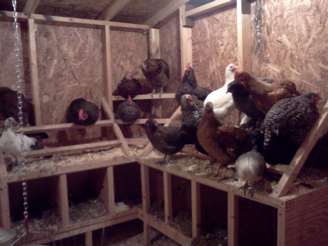 Getting a bit crowded in here. Time to move a few to the other coop.