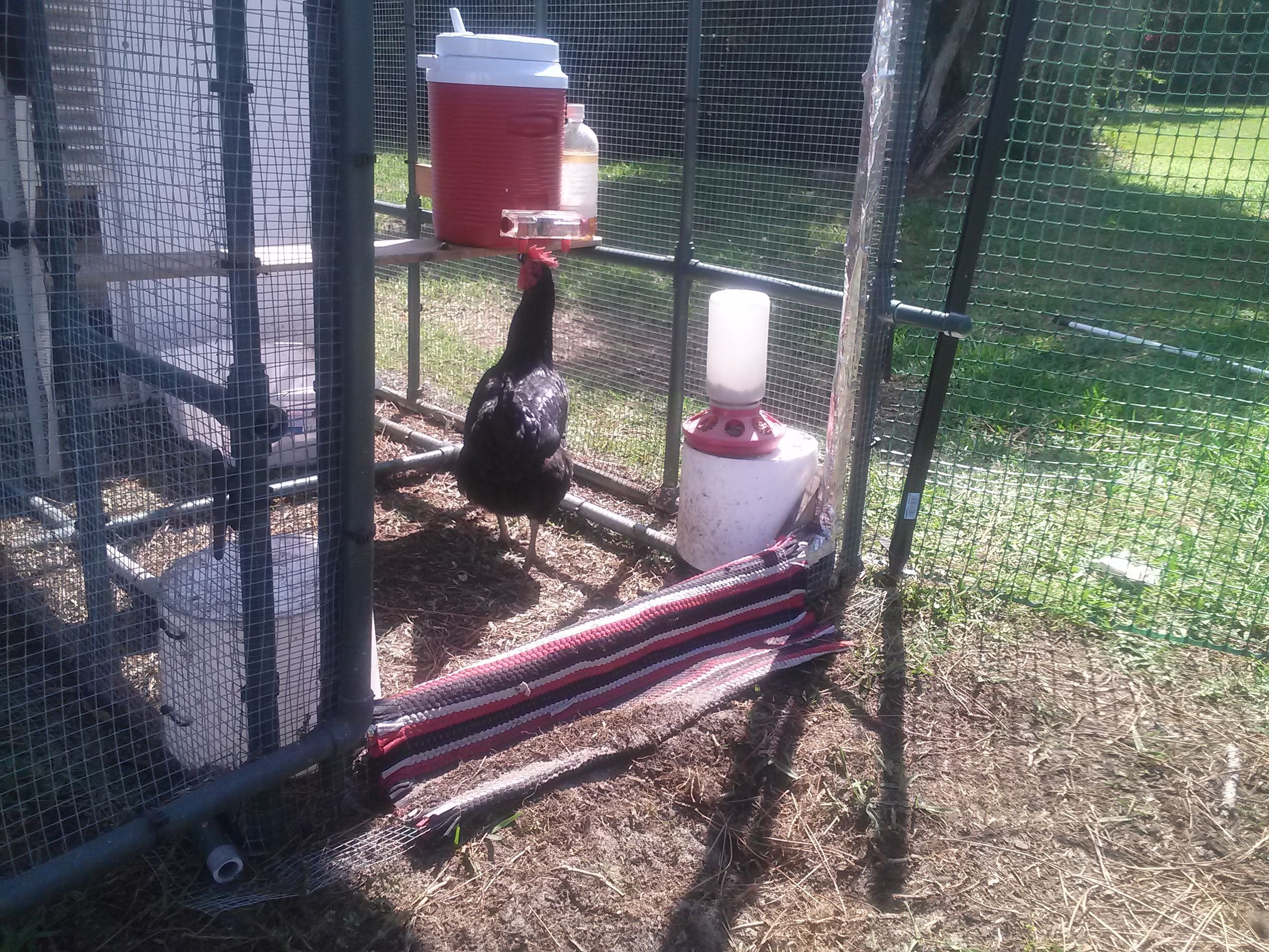 Getting a drink from the chicken waterer.