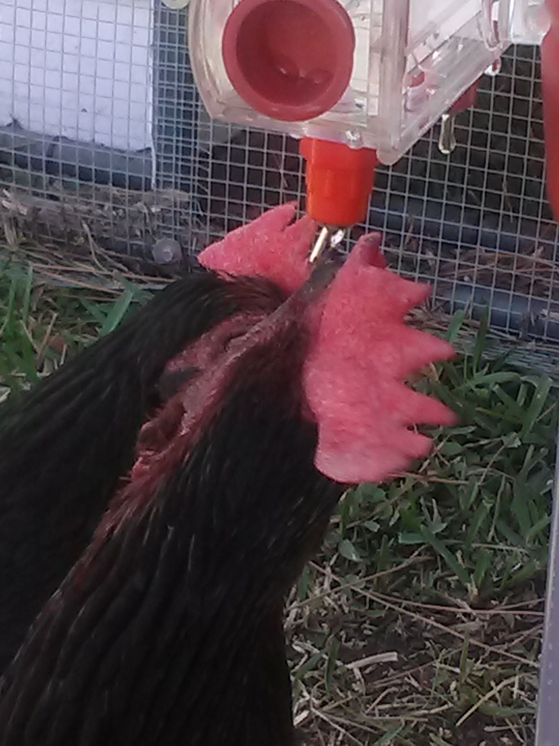 Getting a drink
