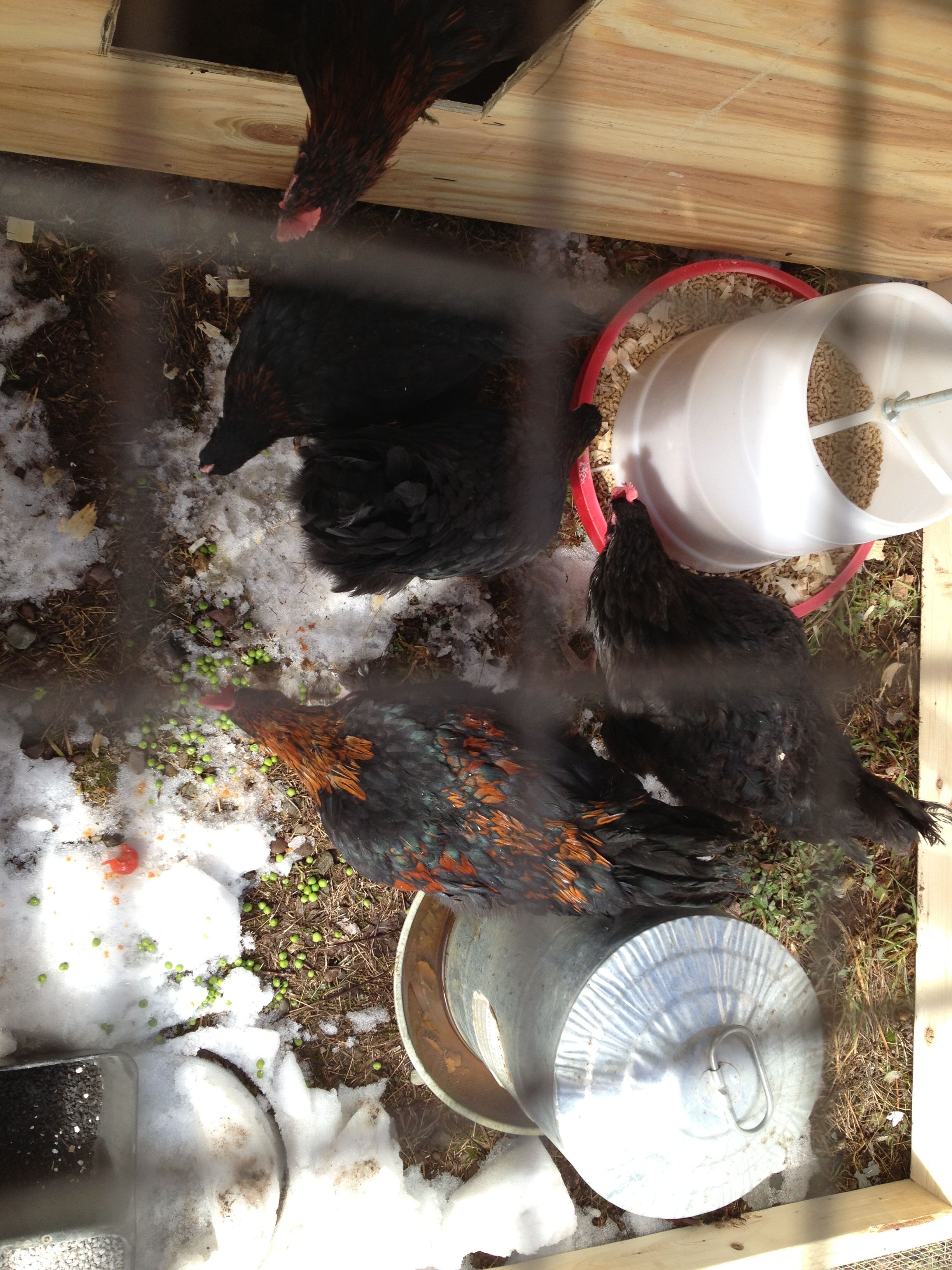 Getting a top view. Think I got all but one of the pullets in this pic.