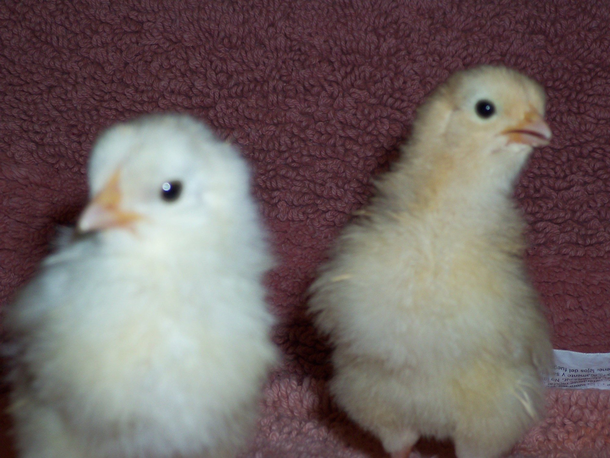 Getting bigger so quickly