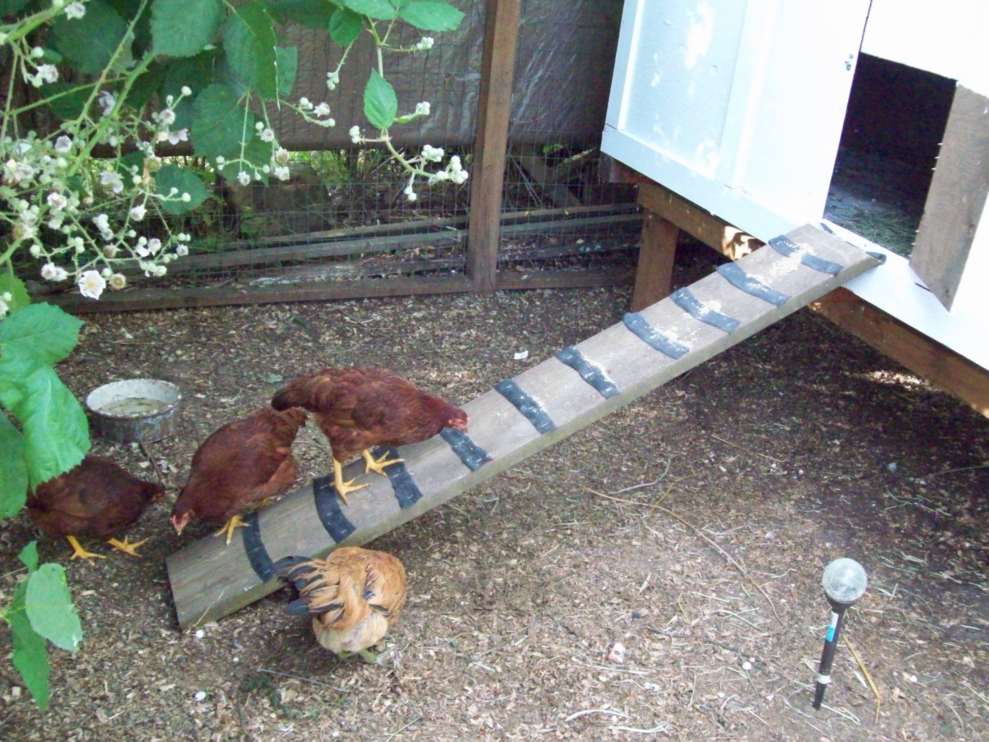 Getting chickens up the ramp with chicken feed