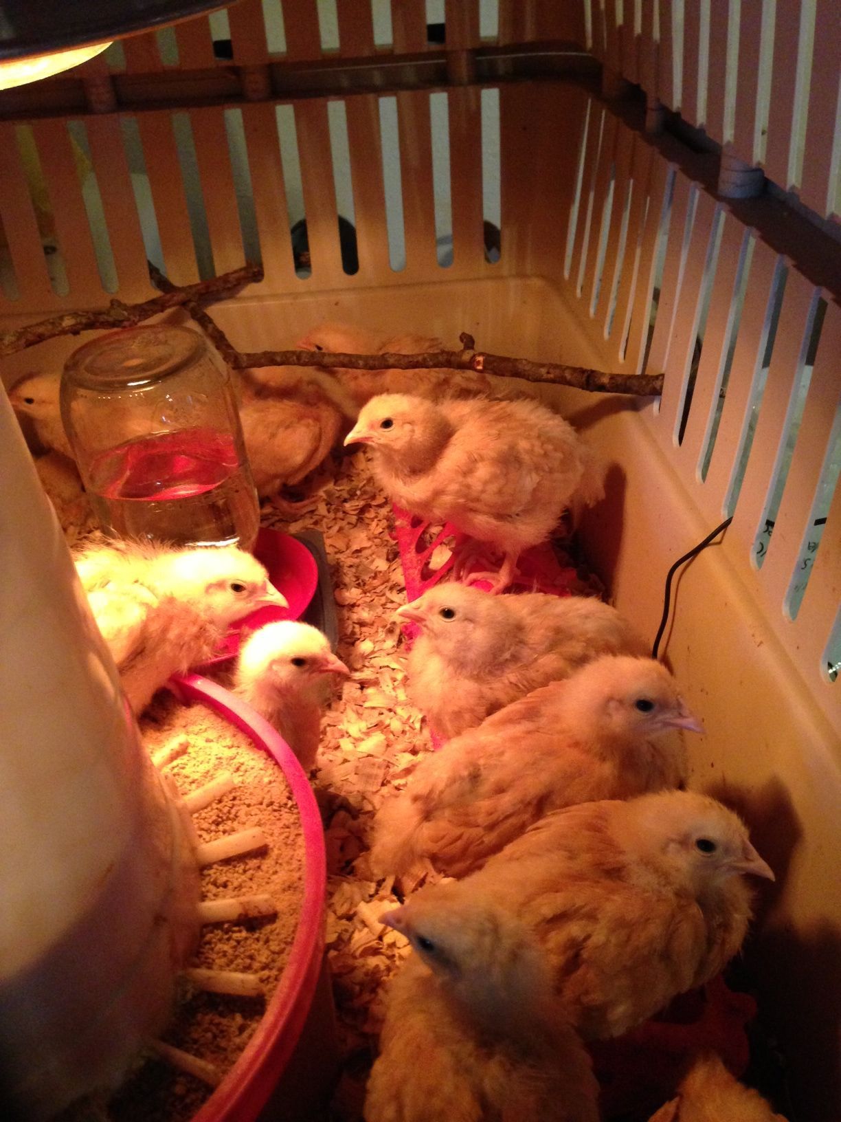 Getting crowded in there. Time to come up with something else till the coops finished