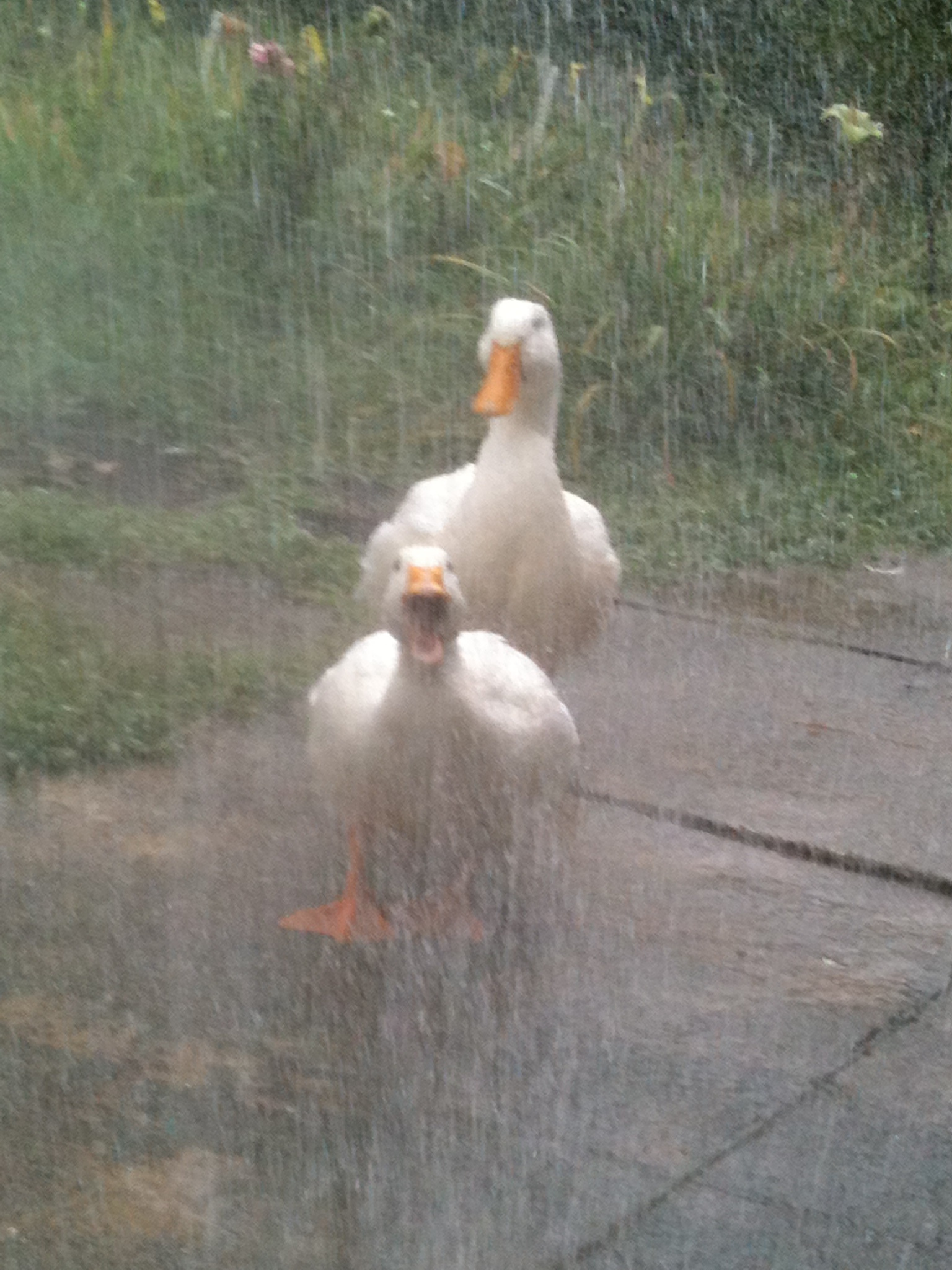 Getting hosed down!