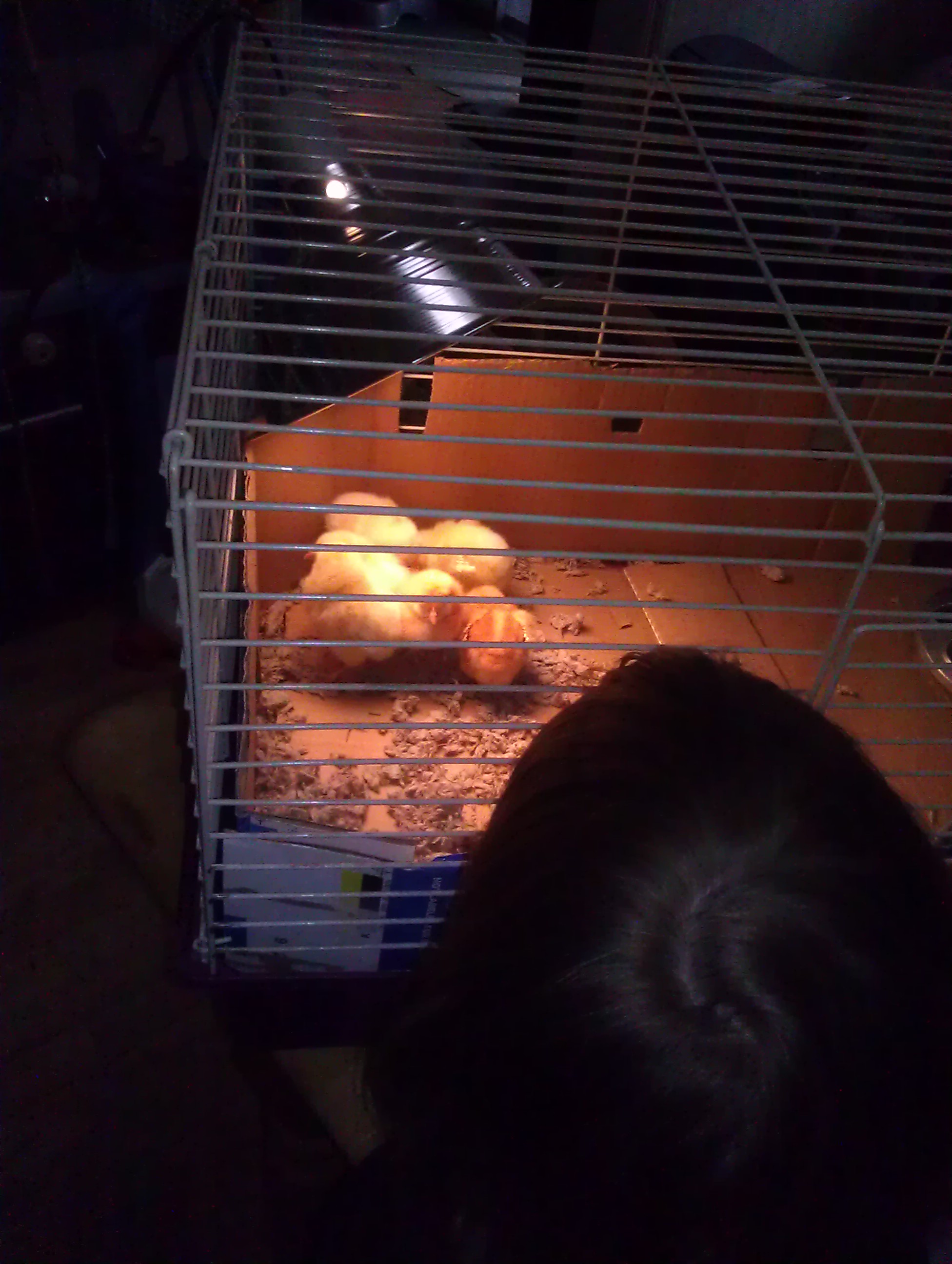 getting set up in the brooder cage
