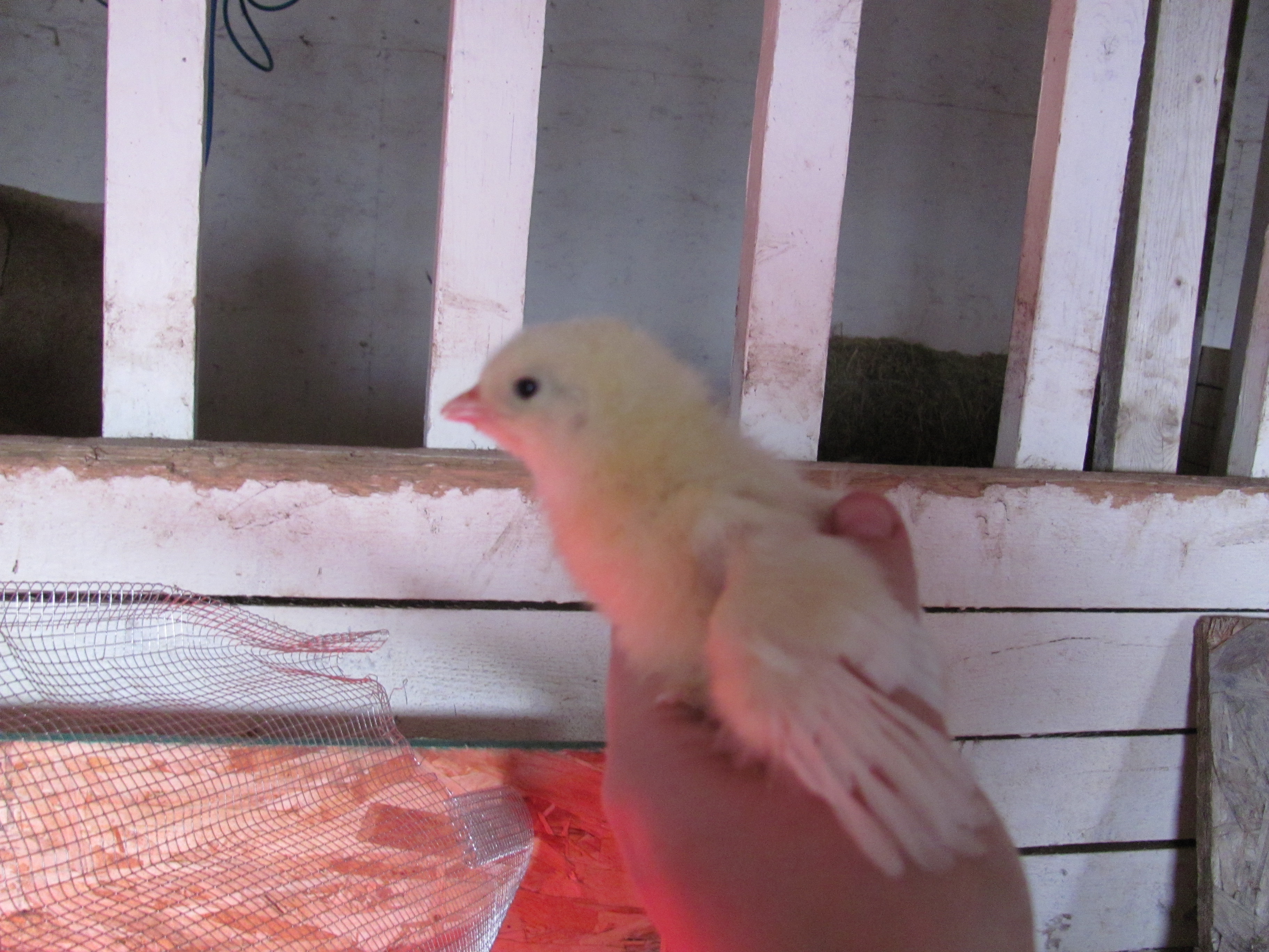 Getting some good wing feathers in!
