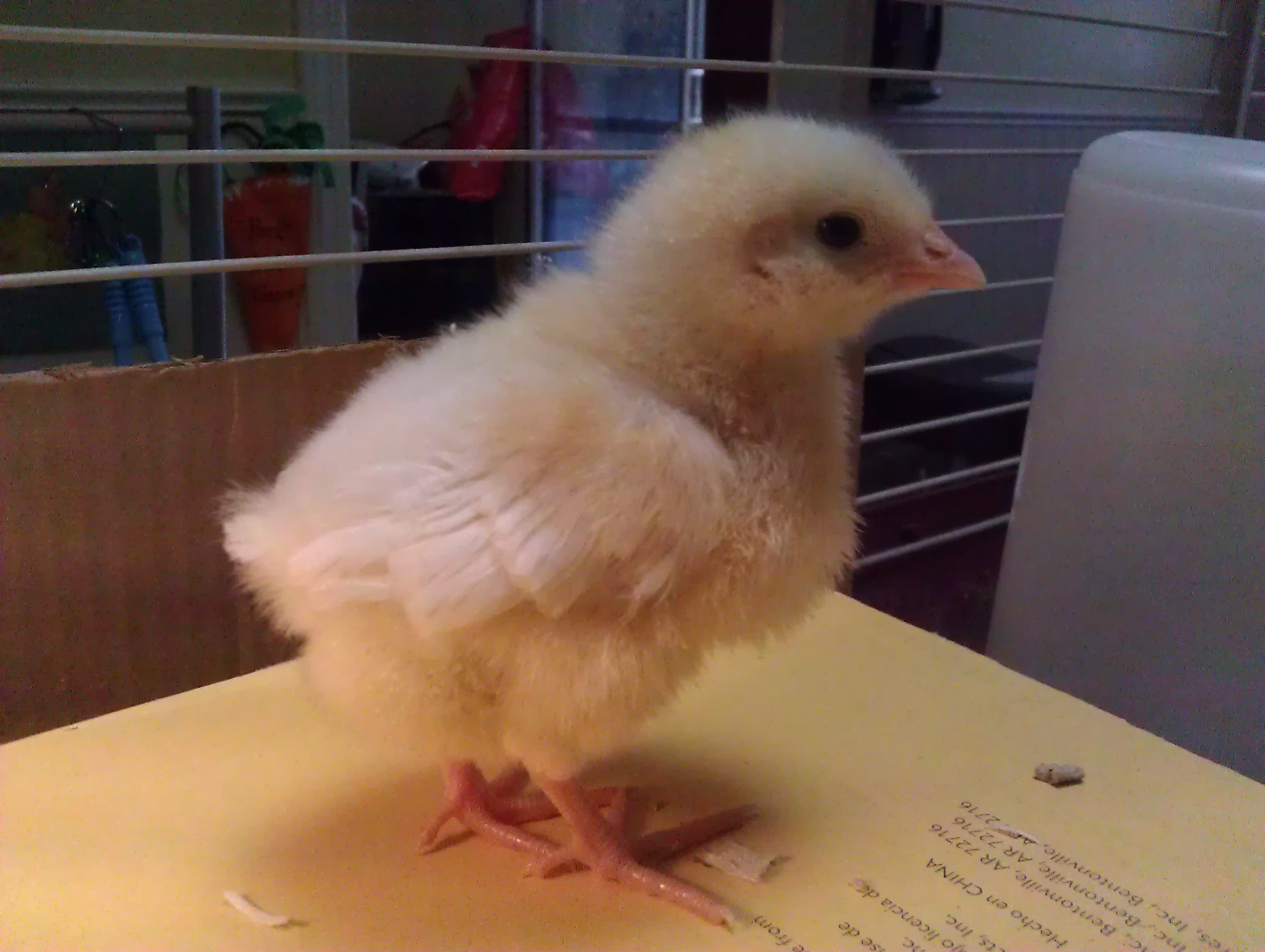Getting tailfeathers!!