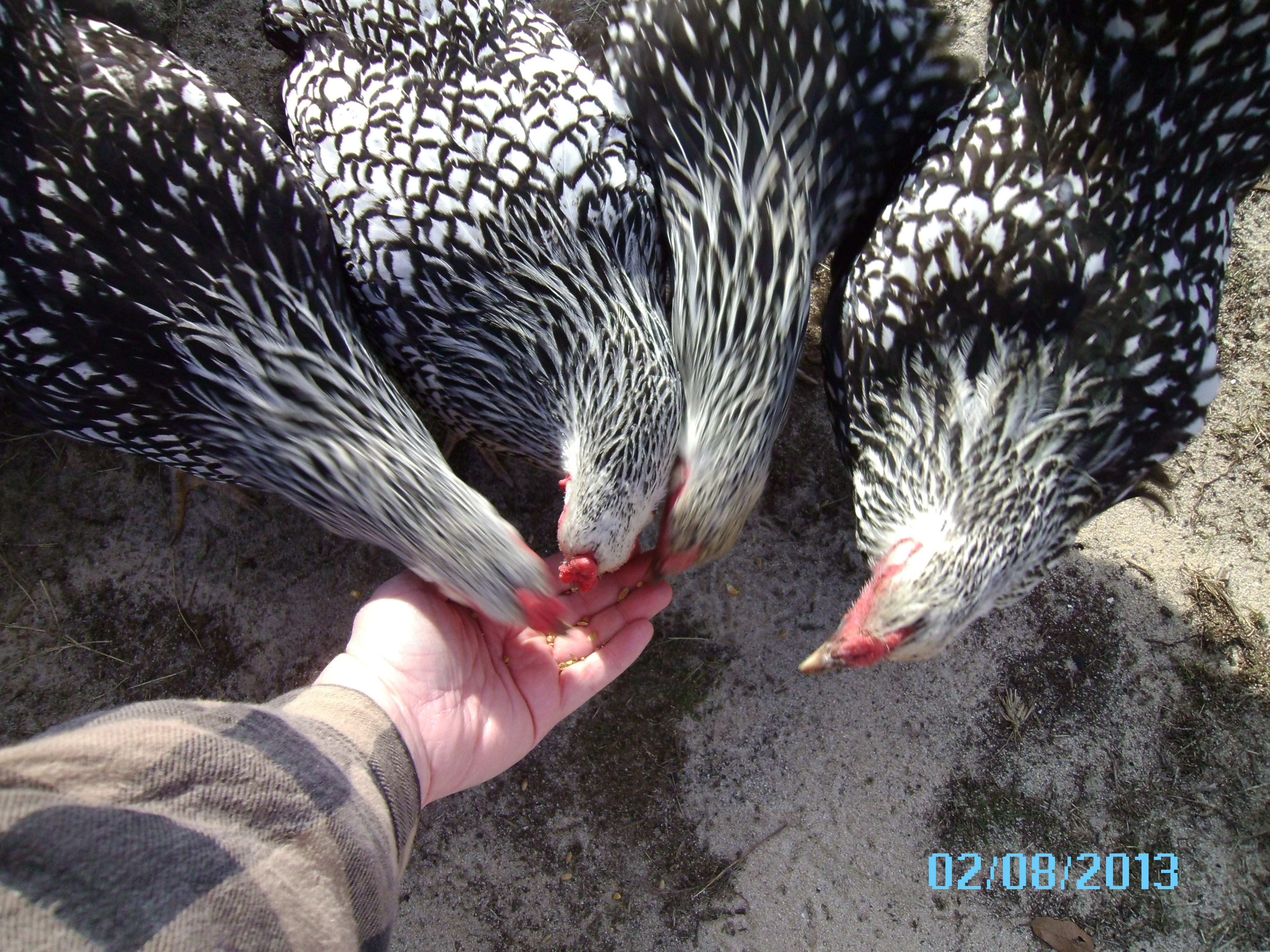 getting their treat of scratch corn.