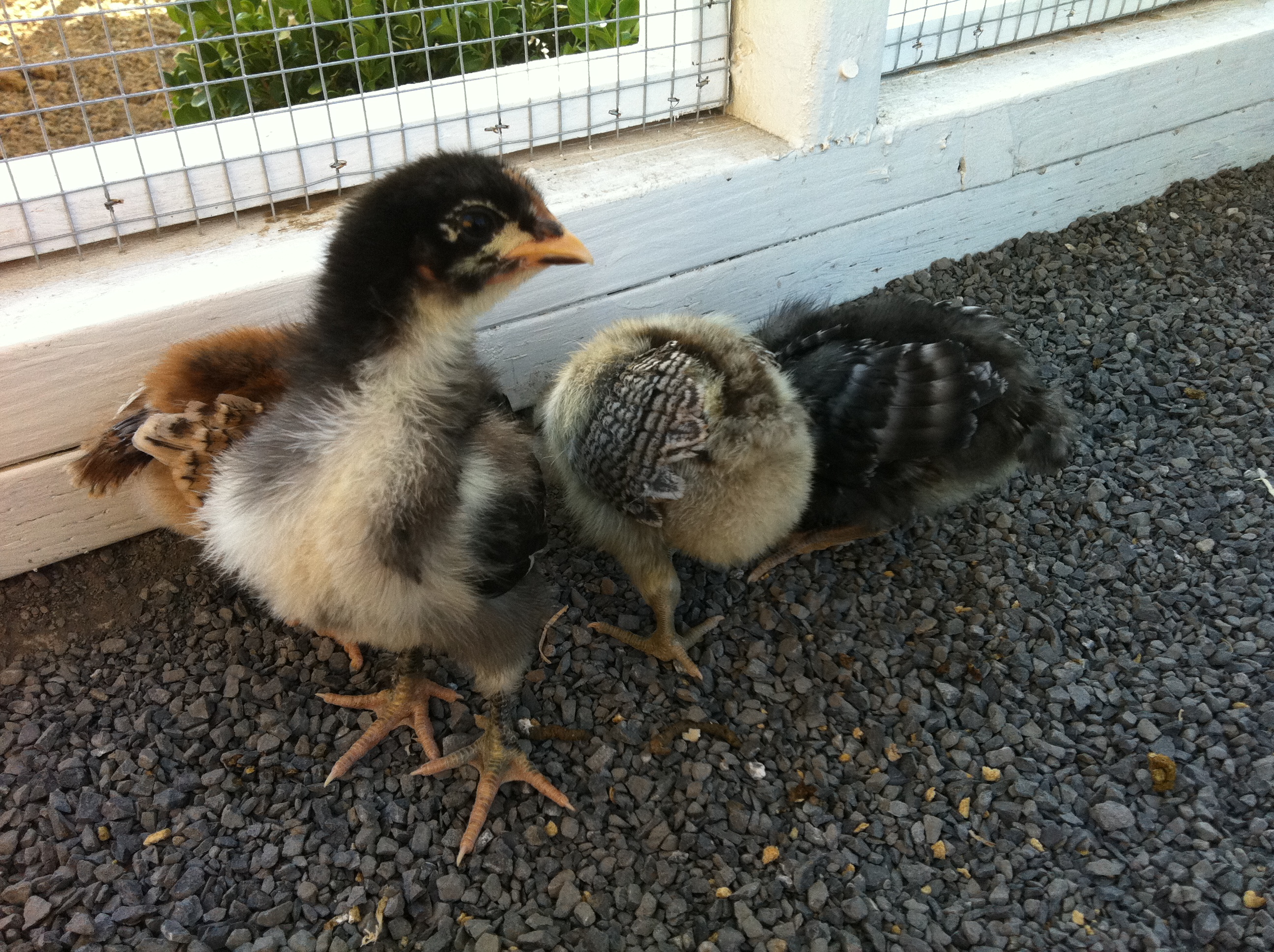 Getting use to the coop.