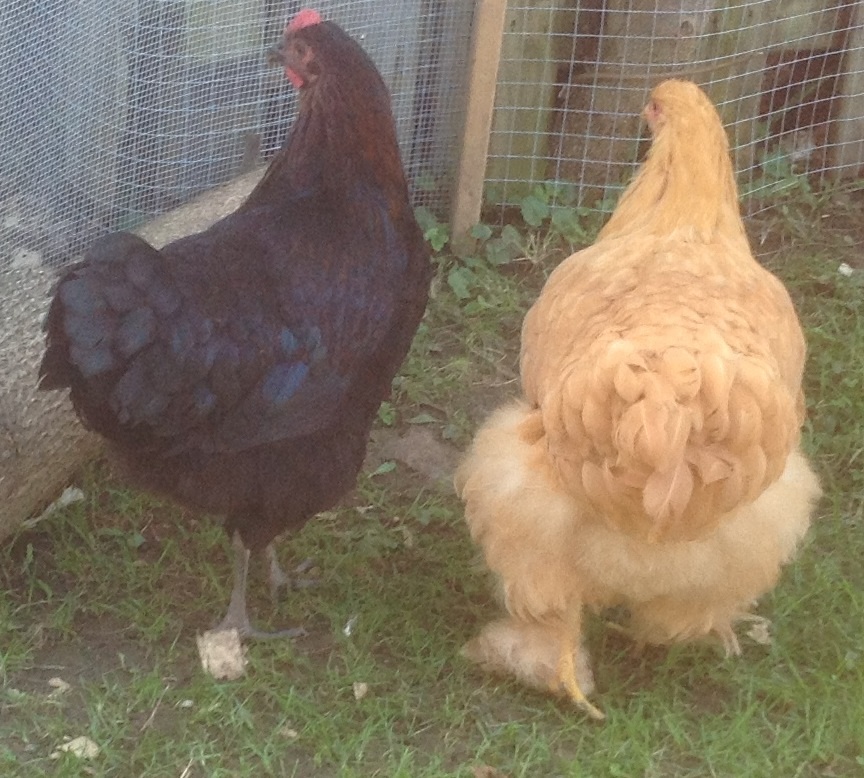 Getting used to their new home